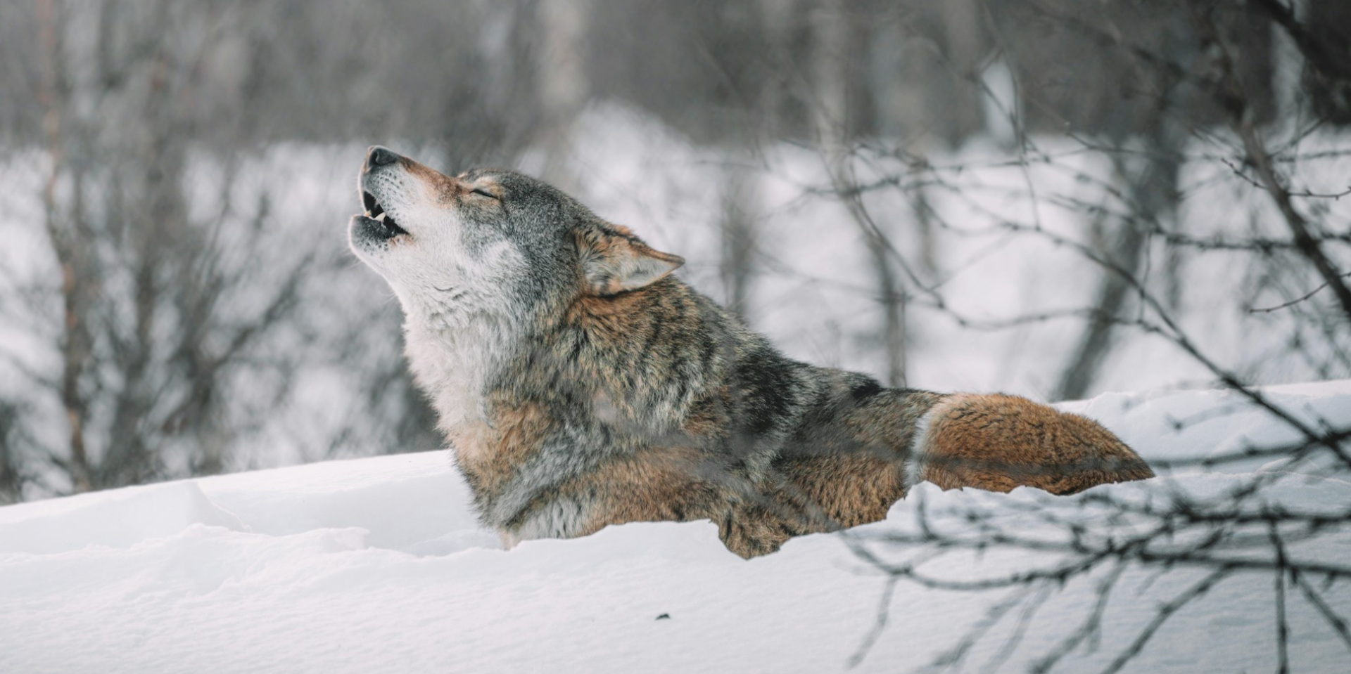 Дикая природа Чернобыля. Волки в зоне отчуждения выработали устойчивость к раку