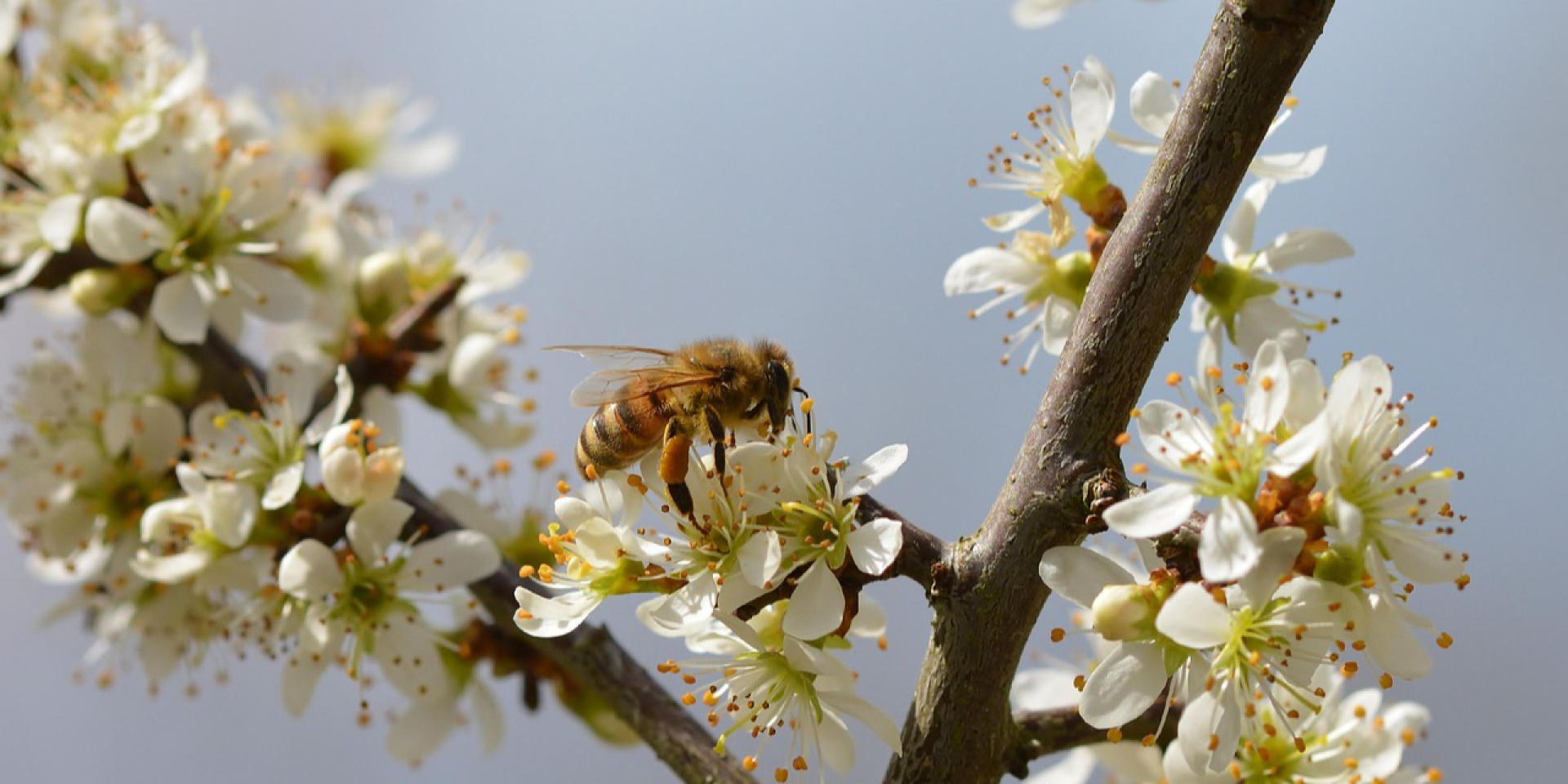 Полосатые интеллектуалы. Ученые выяснили, что пчелы различают числа