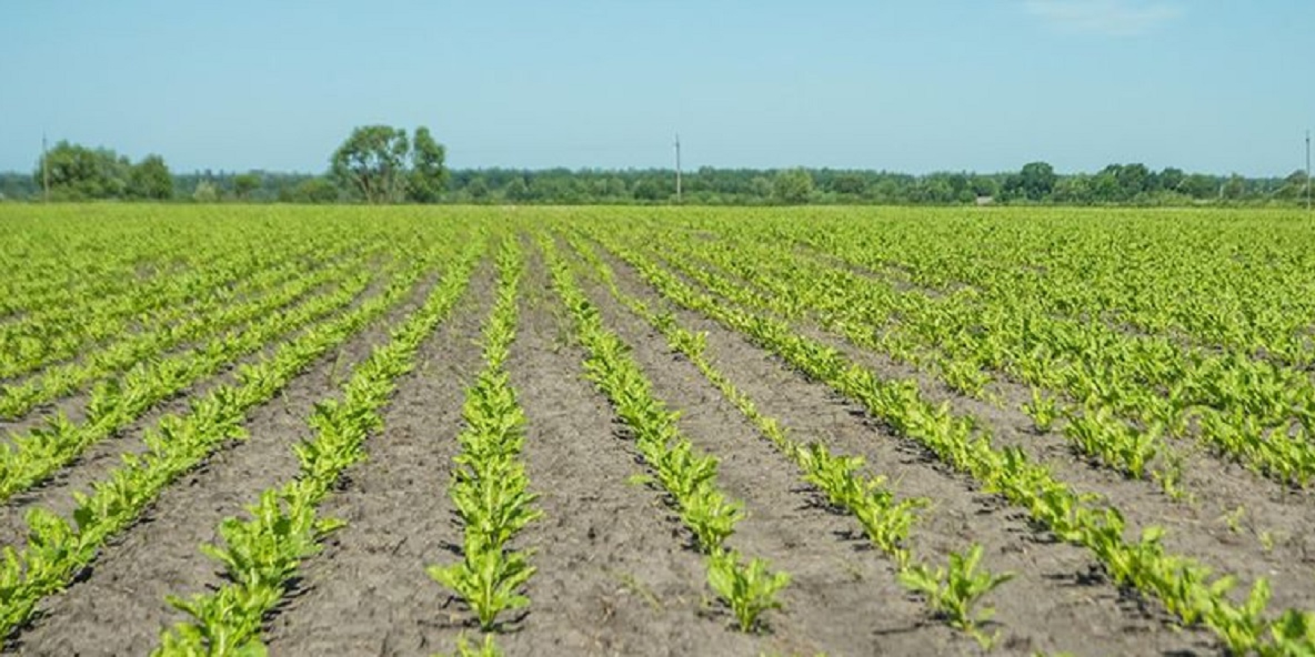 «Антирекорд за все время независимости». В Украине сократятся посевные площади под одной из культур