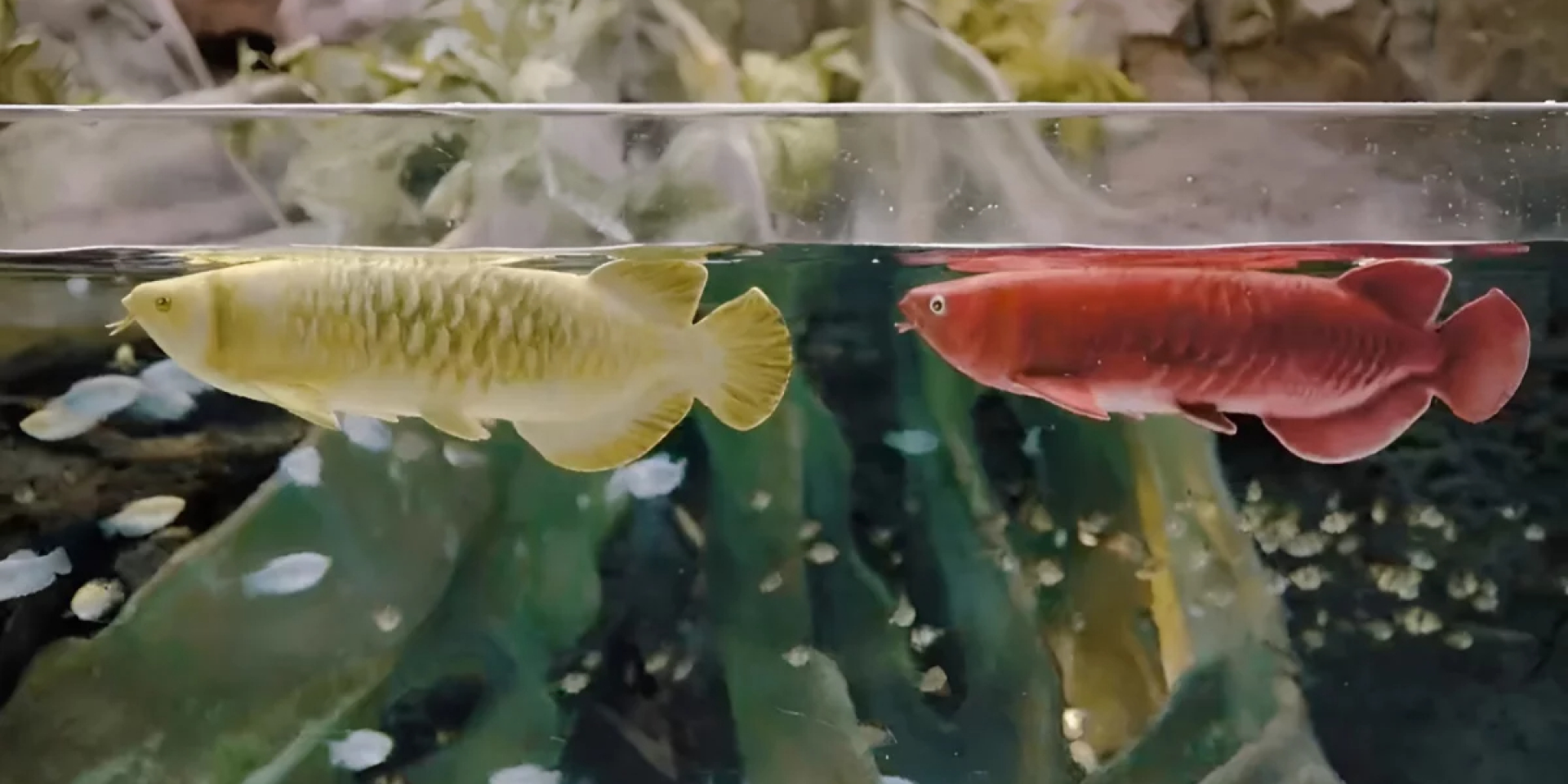 Аквариум будущего. Китайцы создали роборыбу, которую не отличить от настоящей