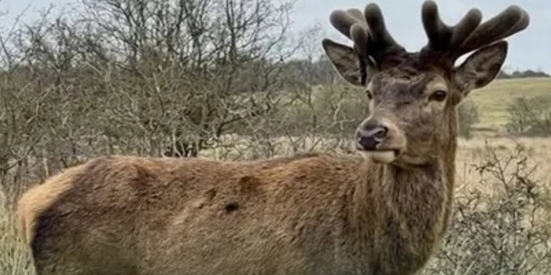 Олень Борис після лікування повернувся у дику природу (Фото: instagram.com/eco.rayon)