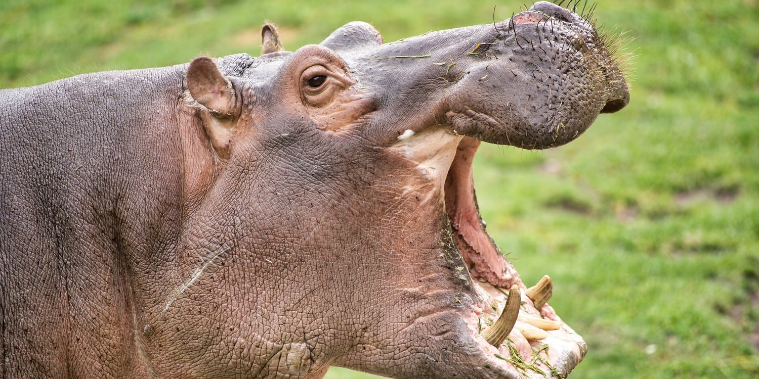 Сын индийского миллиардера хочет спасти 80 «кокаиновых бегемотов» Пабло Эскобара от уничтожения в Колумбии