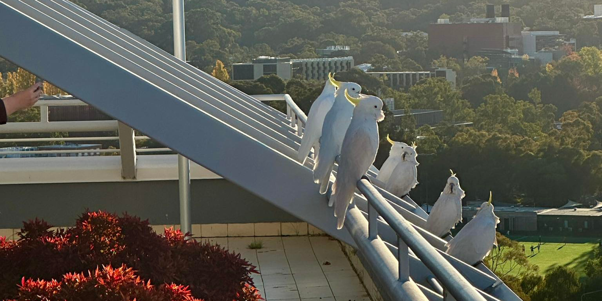 Parrots settle at Ukraine embassy in Australia