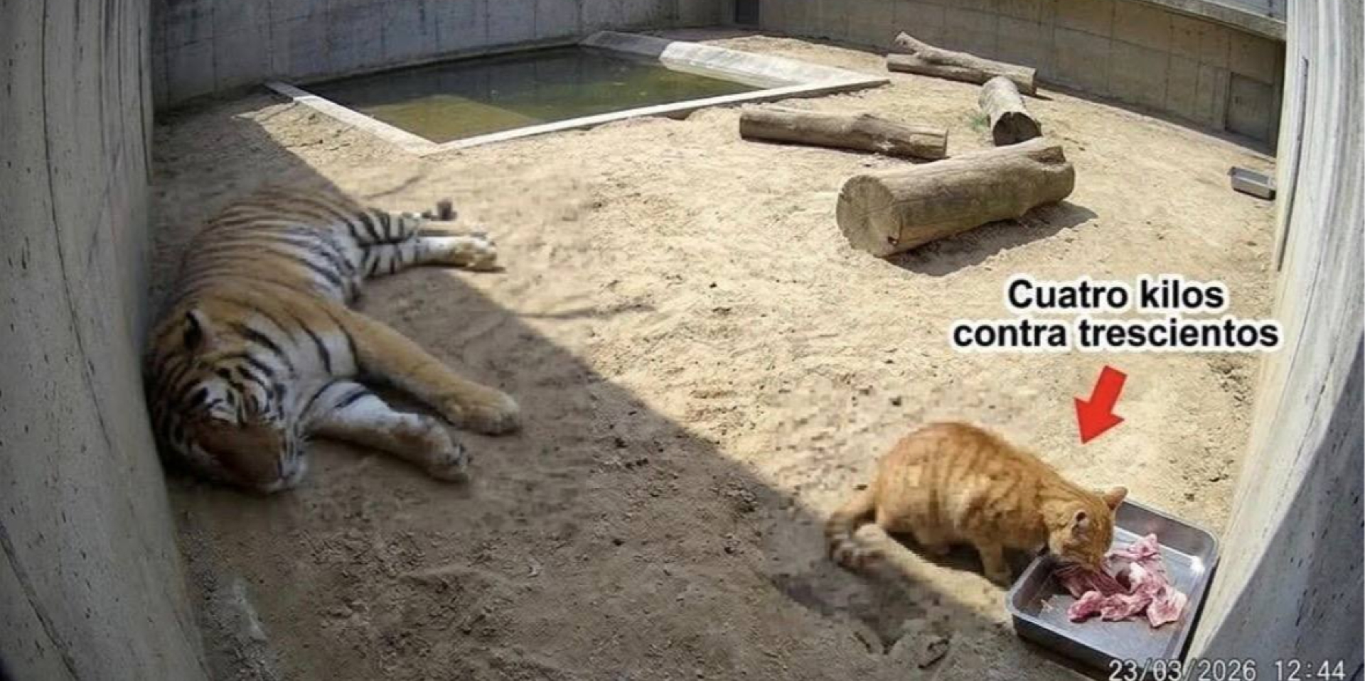 «Заходит, будто ему принадлежит это место». В мексиканском зоопарке кот регулярно ворует мясо у 300-килограммового тигра — фото