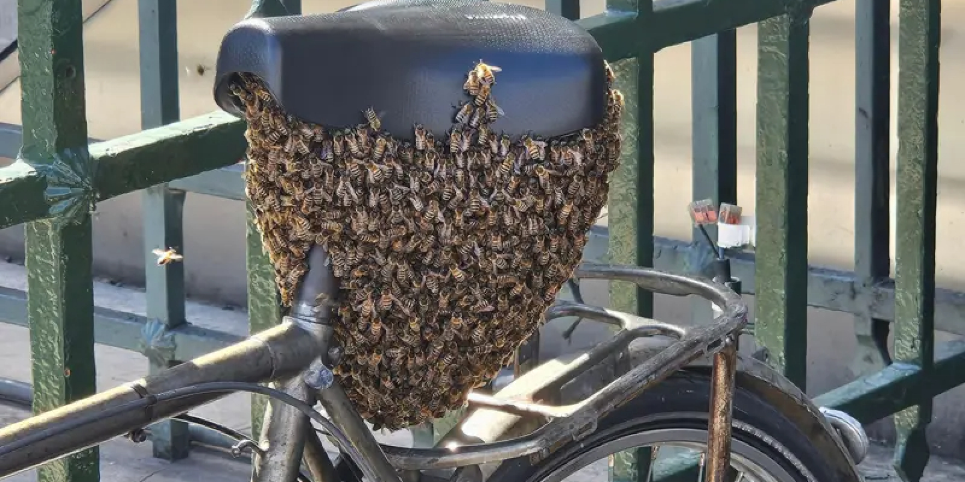 По меньшей мере 10 тысяч. Возле Лувра в седле велосипеда заметили рой пчел — едва не заблокировали вход в метро