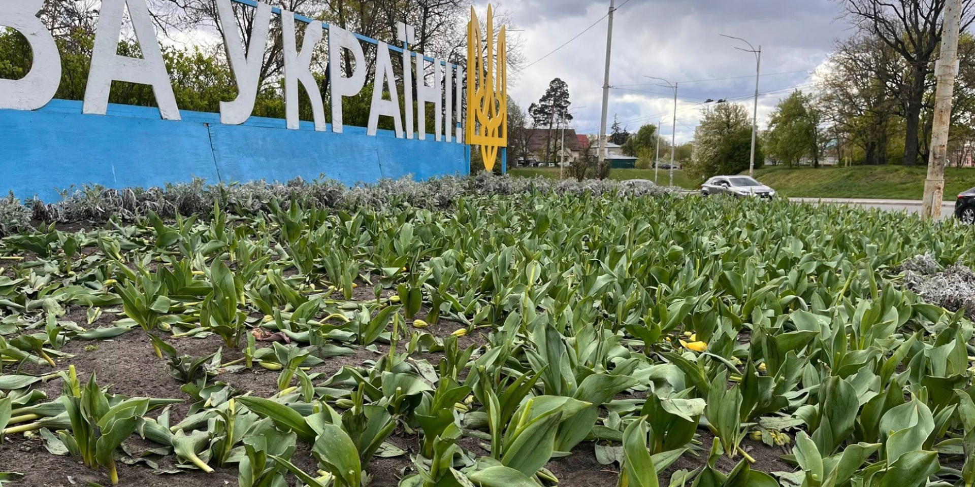 Сразу в нескольких районах. В Киеве неизвестные уничтожили тюльпановые клумбы
