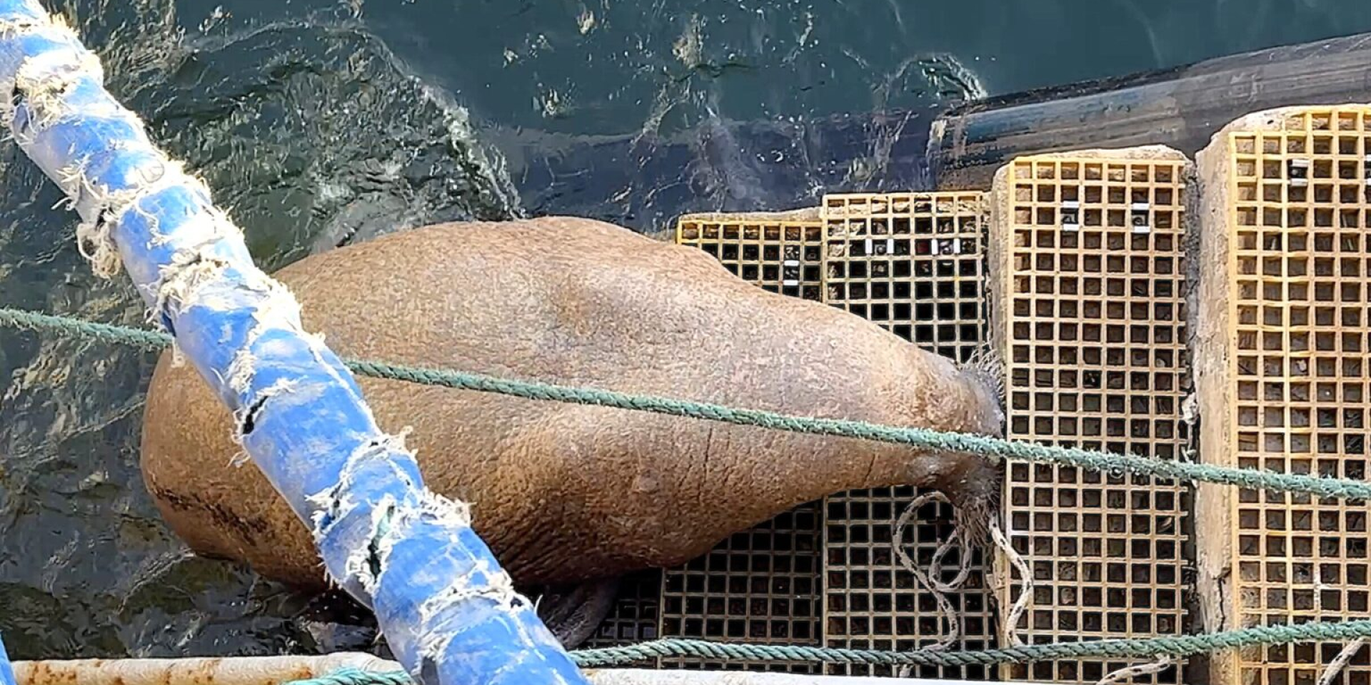 В британской гавани заметили моржа, который заблудился и пытался вскарабкаться по лестнице к людям — видео