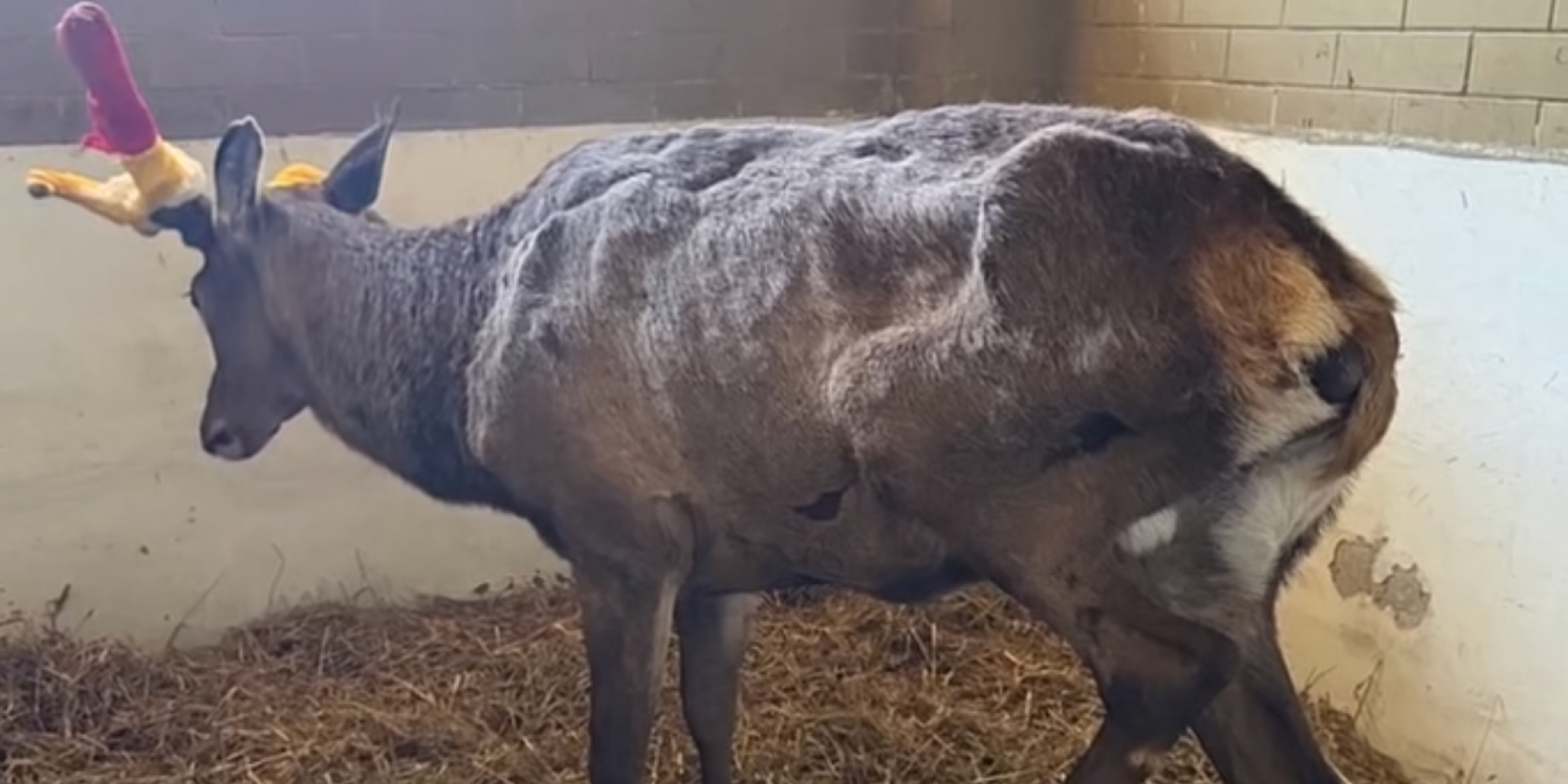 Олень Борис у Центрі порятунку диких тварин (Фото: Скріншот відео Facebook Wild Animals Rescue Center)