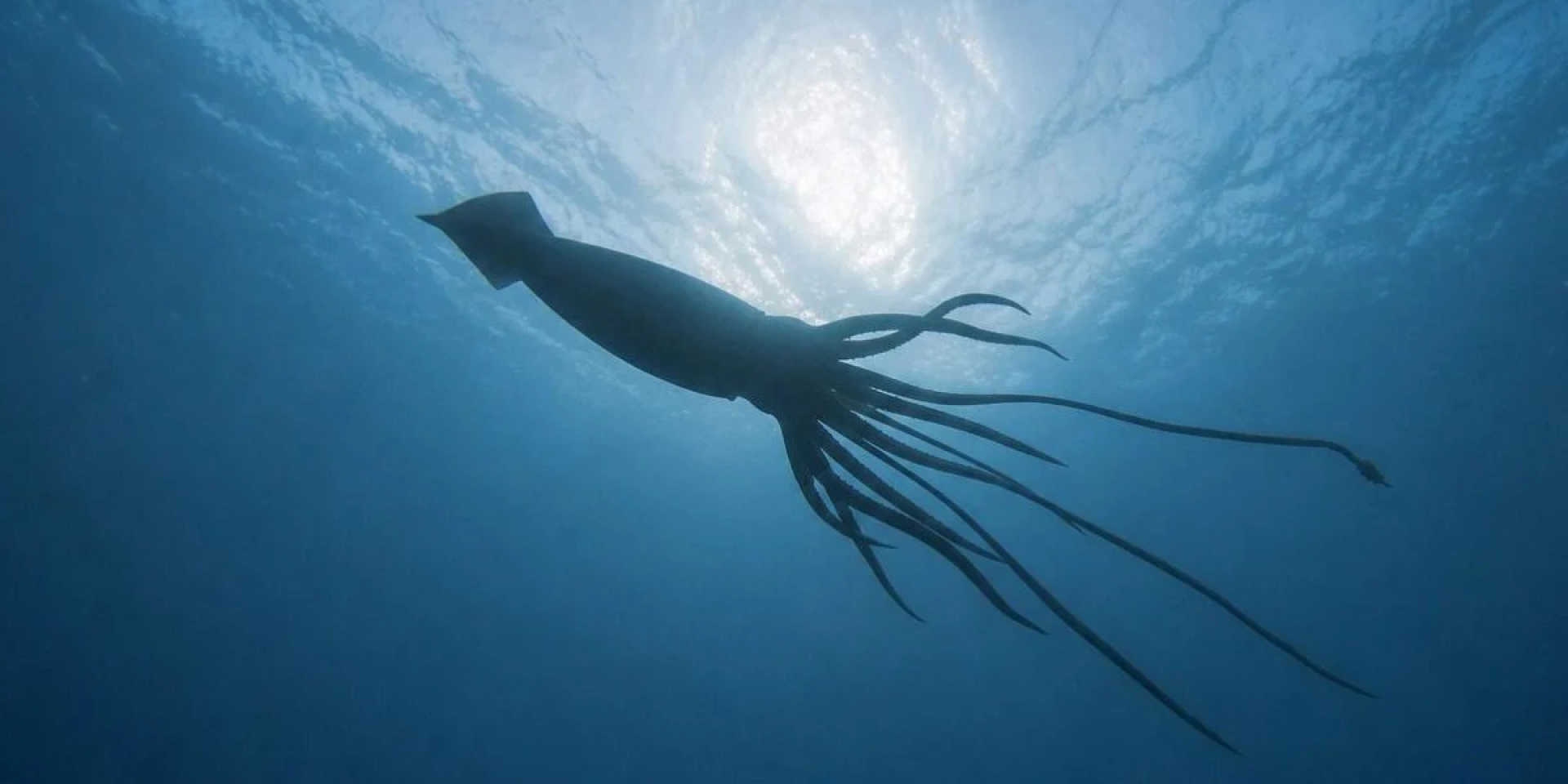 Изображение кальмара Architeuthis dux, созданное с помощью искусственного интеллекта (Фото: Curtin University)