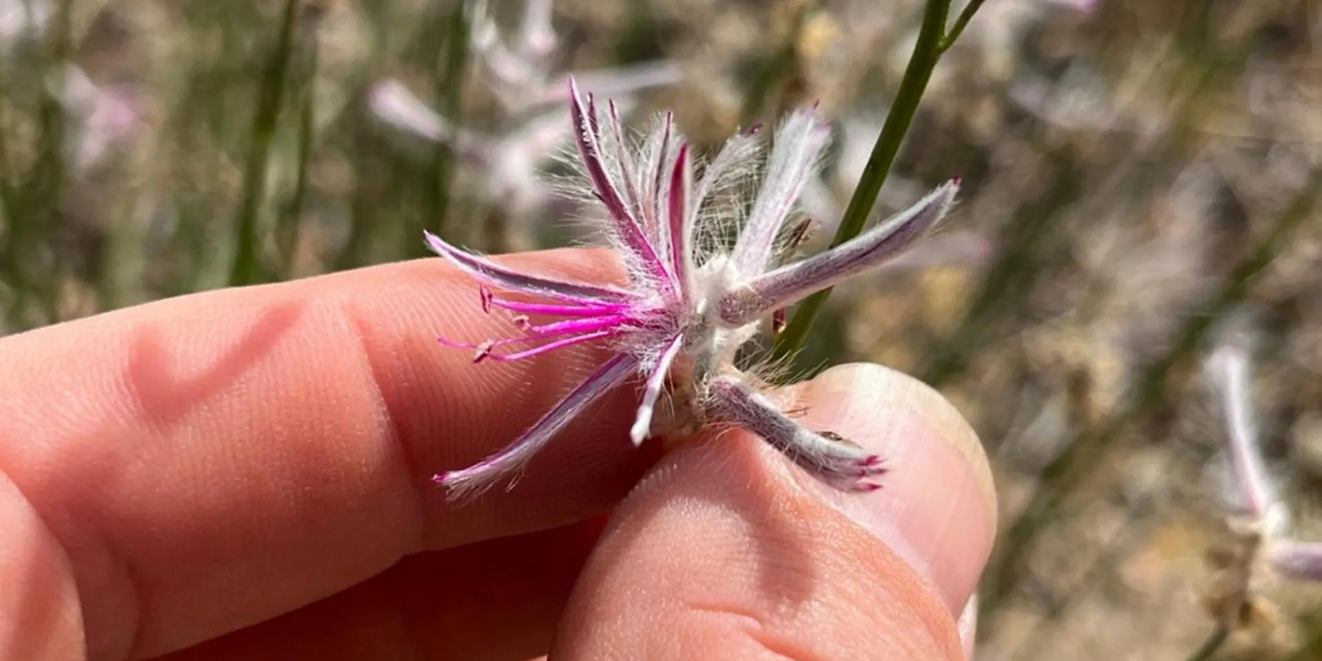 Ptilotus senarius растет в таком отдаленном уголке Австралии, что само его повторное обнаружение — чудо (Фото: Аарон Бин/inaturalist.org/observations/288434421)