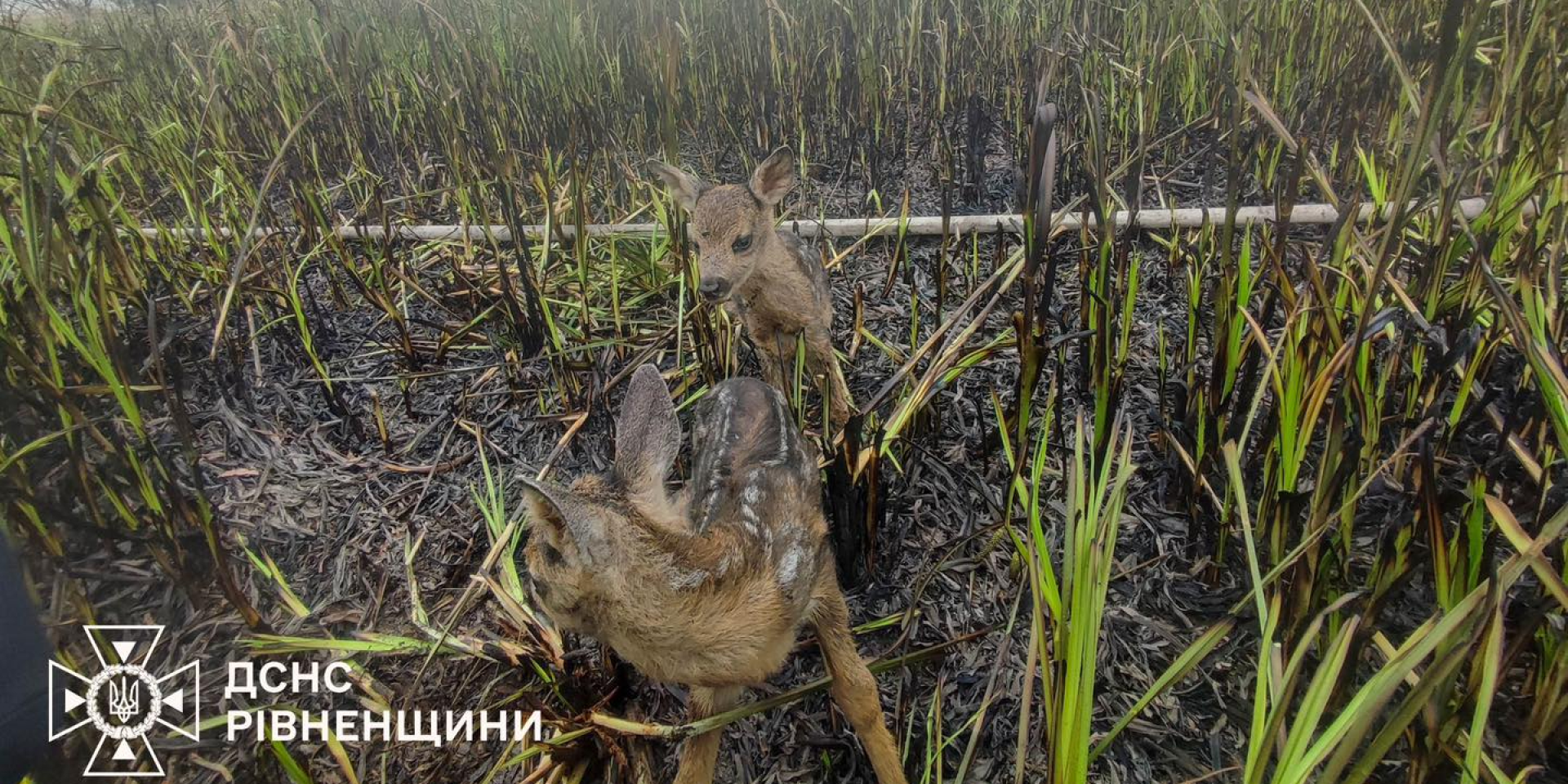 На Ровенщине спасли двух оленят (Фото: МВД Украины)