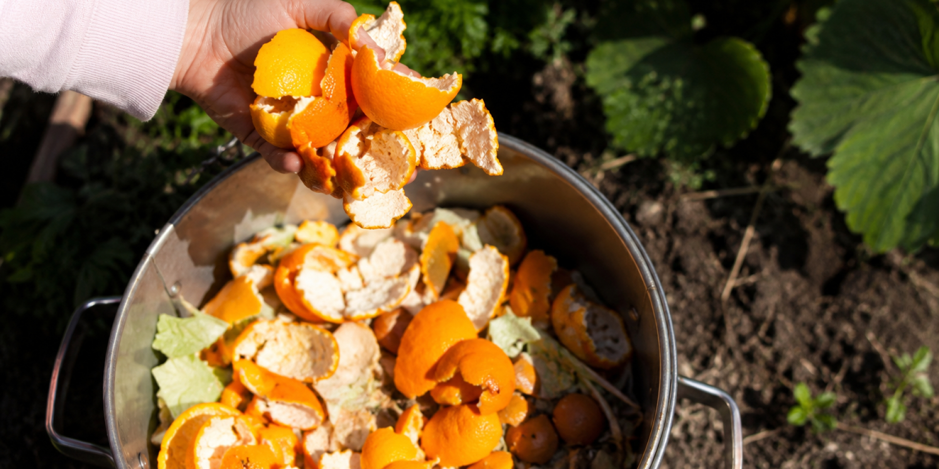 Зачем раскладывать апельсиновую кожуру на грядках (Фото: NV Food via Chat GPT)