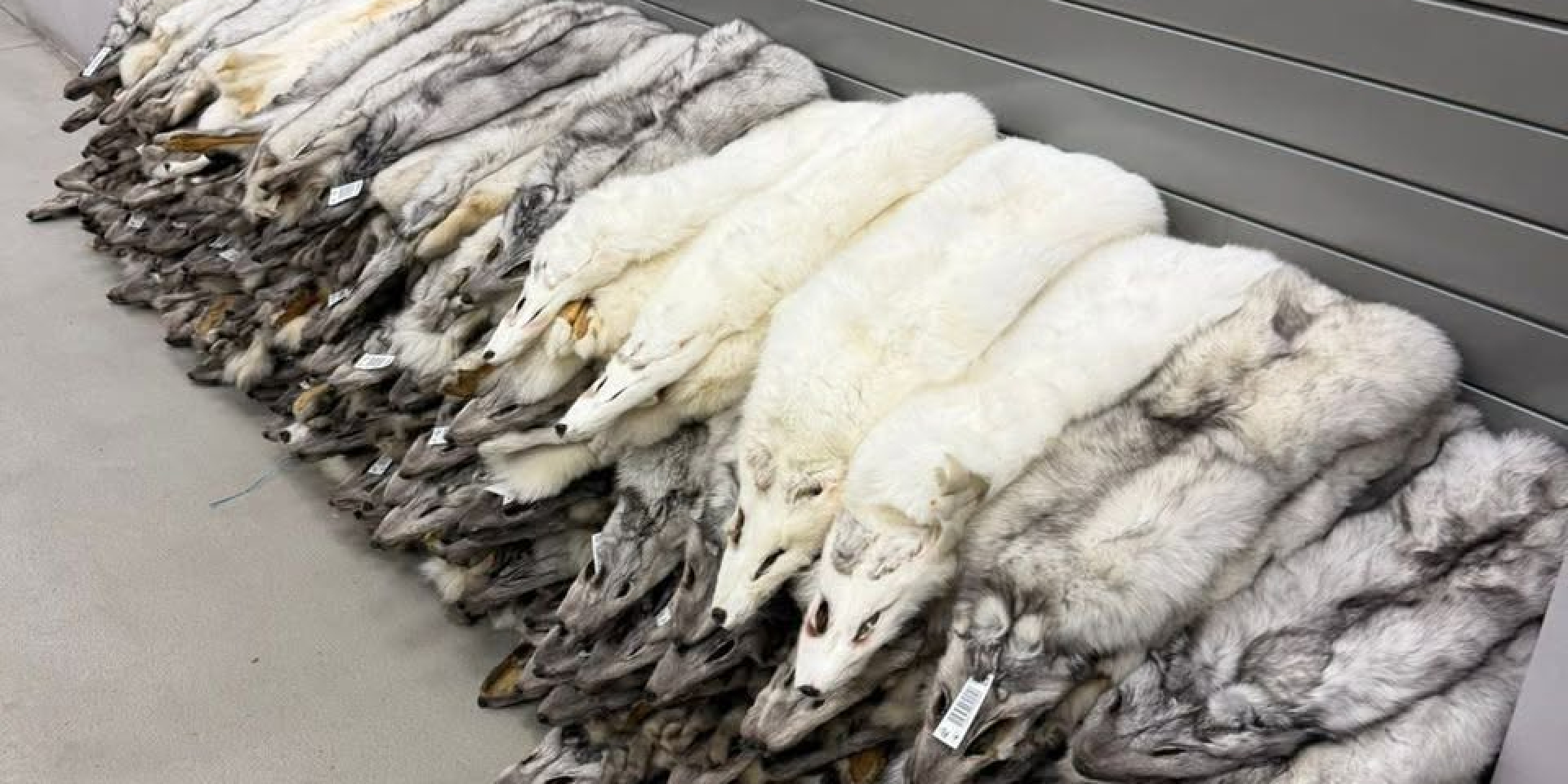 120 fox skins worth 400 thousand hryvnias were tried to be brought to Ukraine as a gift (Photo: 7th Carpathian Border Detachment via Facebook)