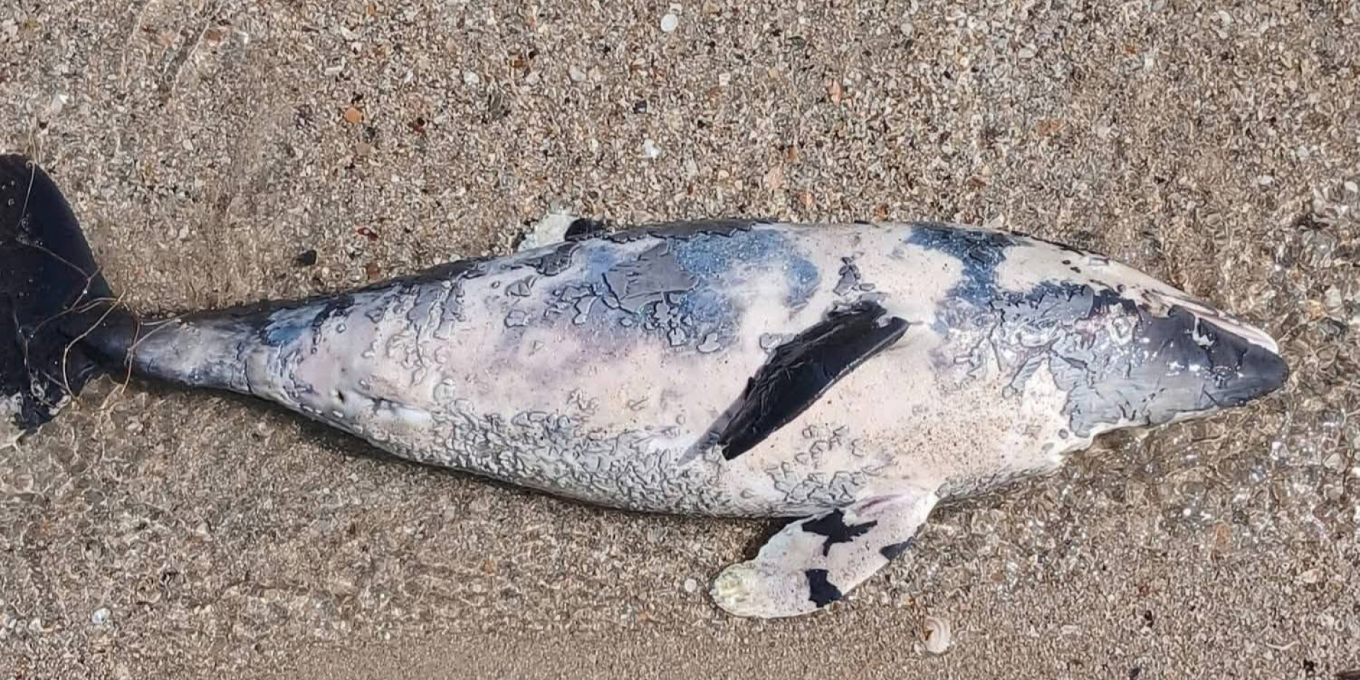 Экоцид в Черном море. На побережье Одесской области нашли по