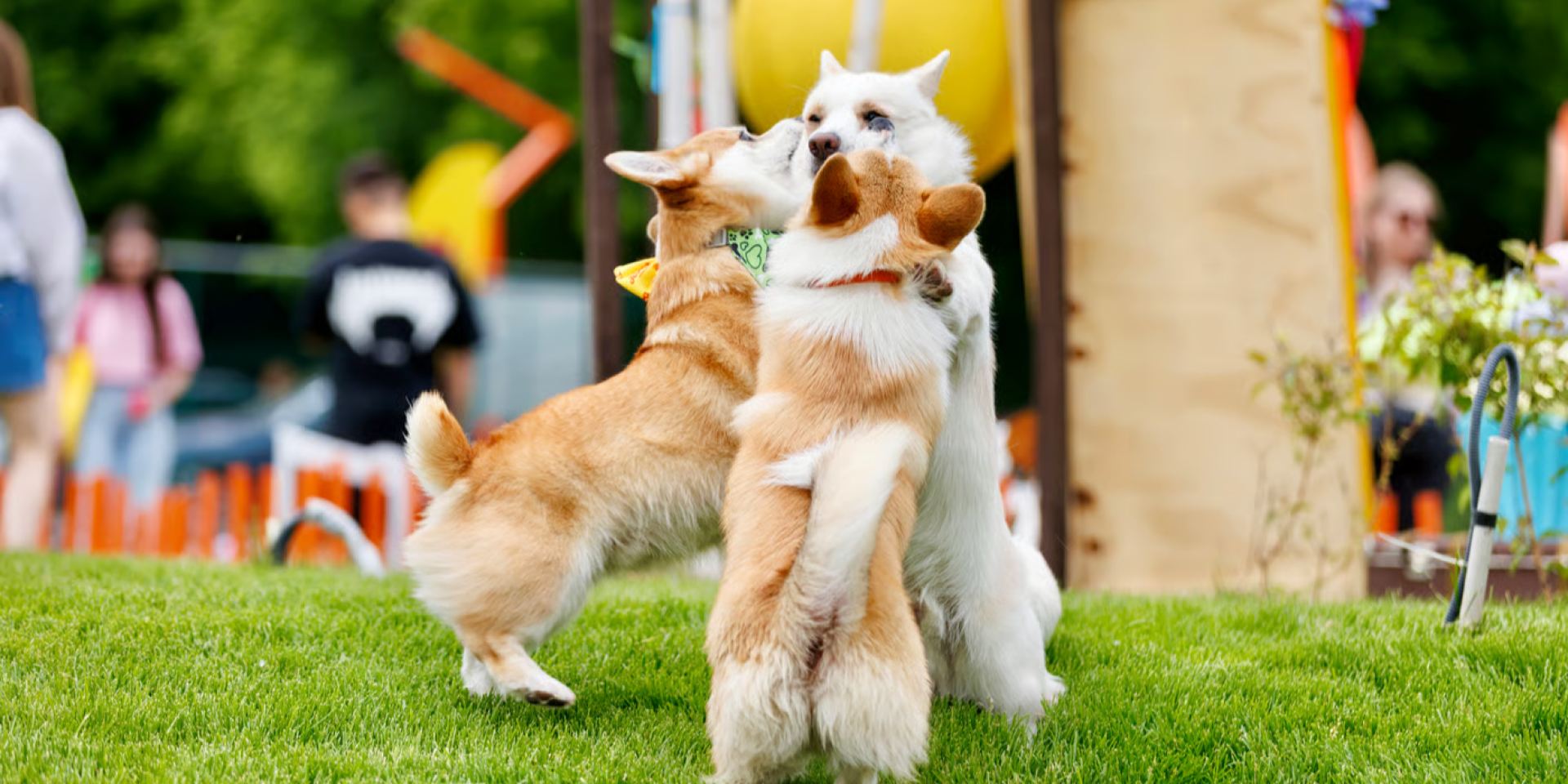 У Икєві відбувся фестиваль бігу серед коргі (Фото: Коргія: Corgi Race/#ШОТАМ)