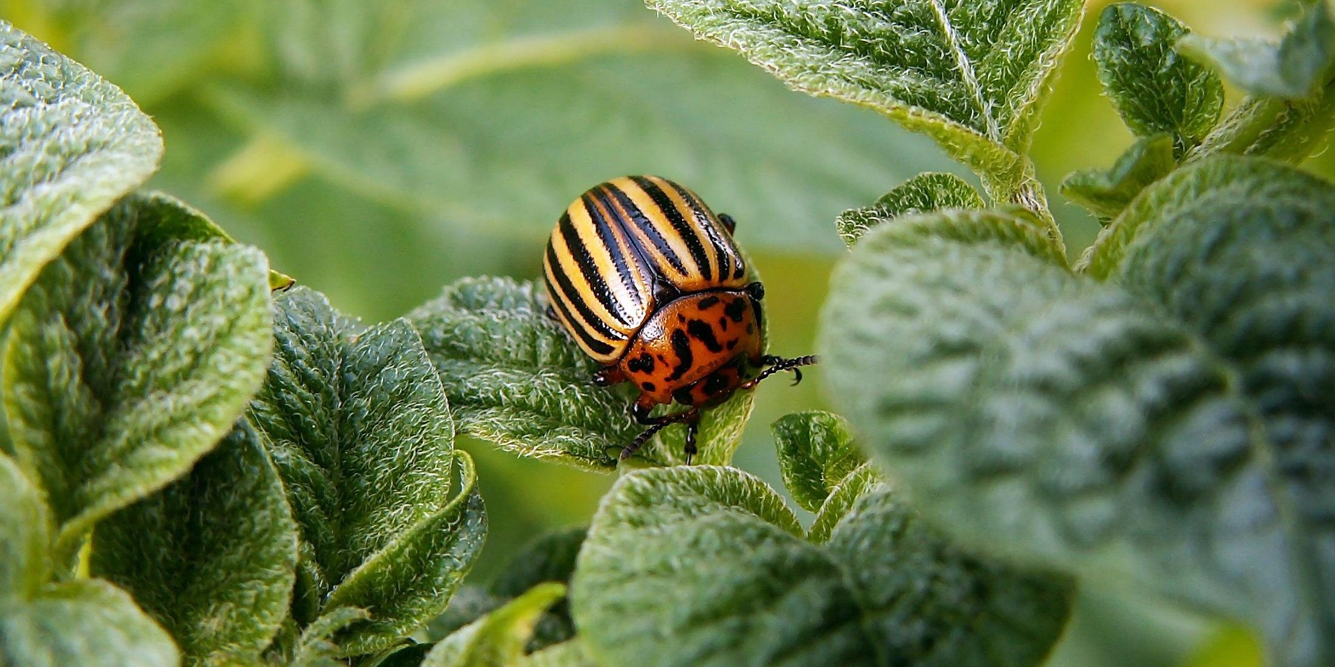 Як перемогти колорадського жука народними методами (Фото: zdenet/pixabay)
