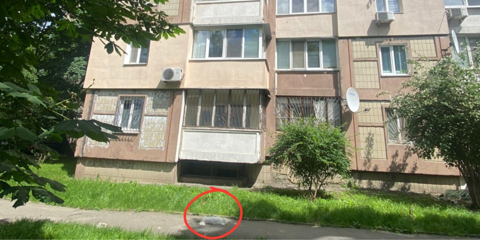 В Киеве пьяный мужчина выбросил собаку из окна: за смерть жи