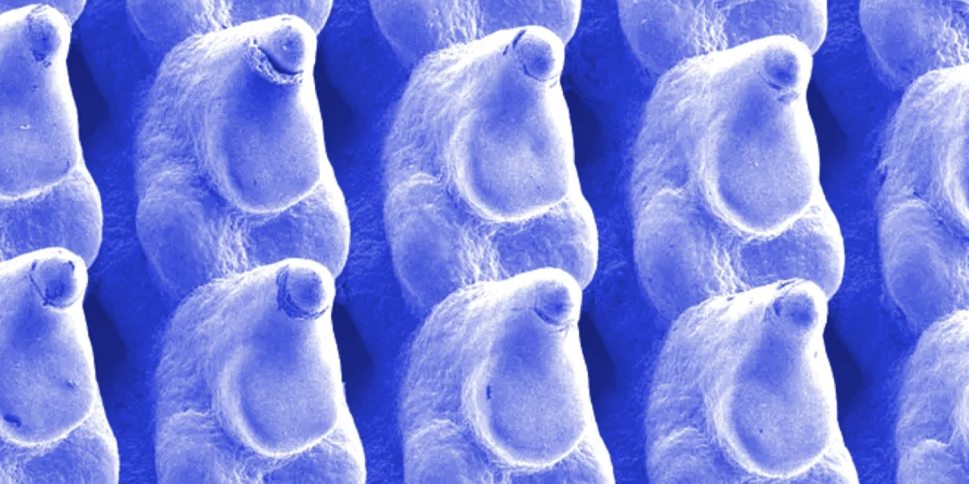 Кольорове зображення мікроскопічних елементів (Фото: Bazmi et al., Cell Rep. Phys. Sci., 2026)