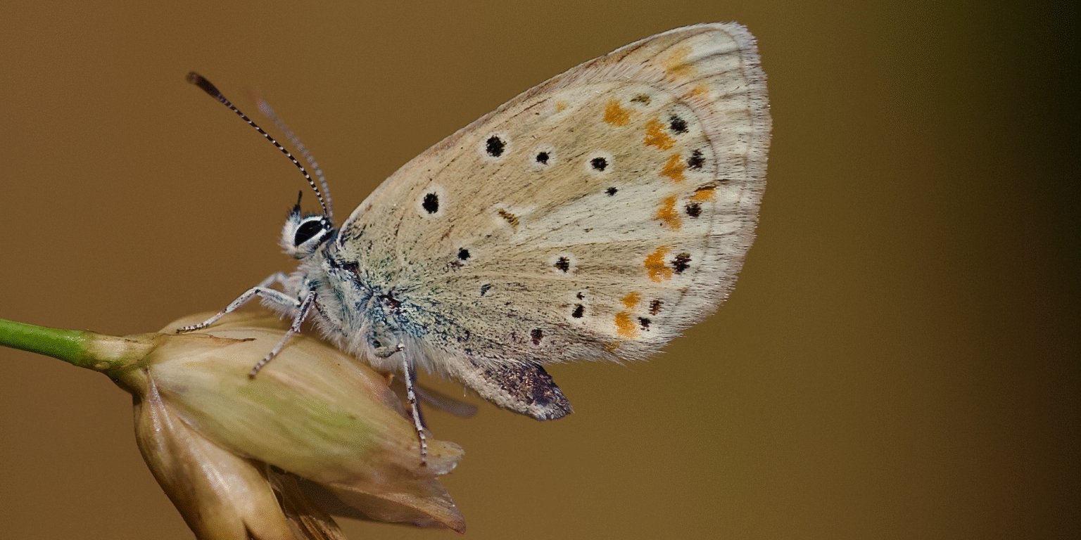 Метелик Polyommatus atlantica (Фото: Roger Vila)