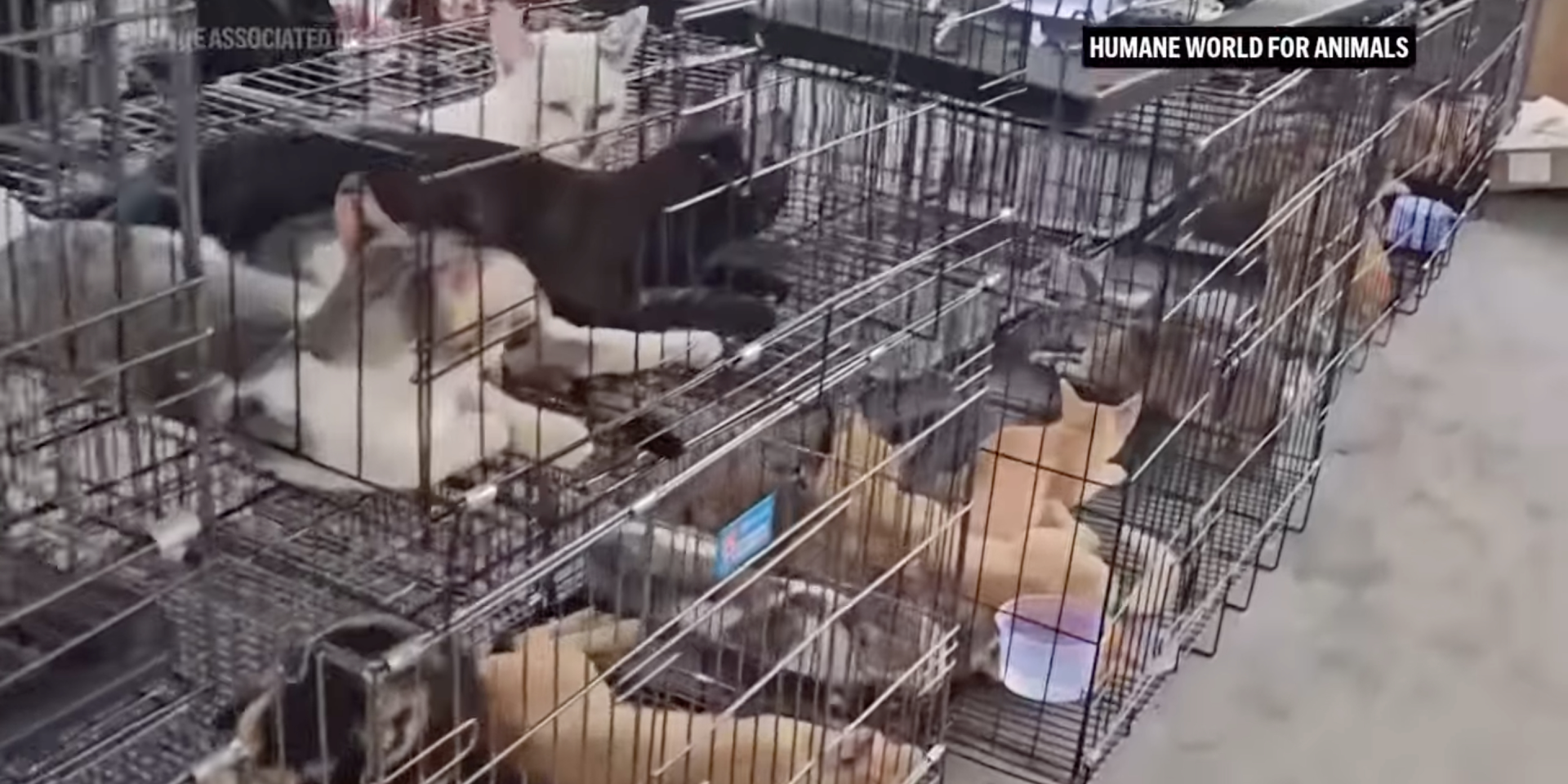 Вьетнамская полиция спасла сотни кошек, которых похитили на мясо (Фото: Associated Press/YouTube/скриншот из видео)