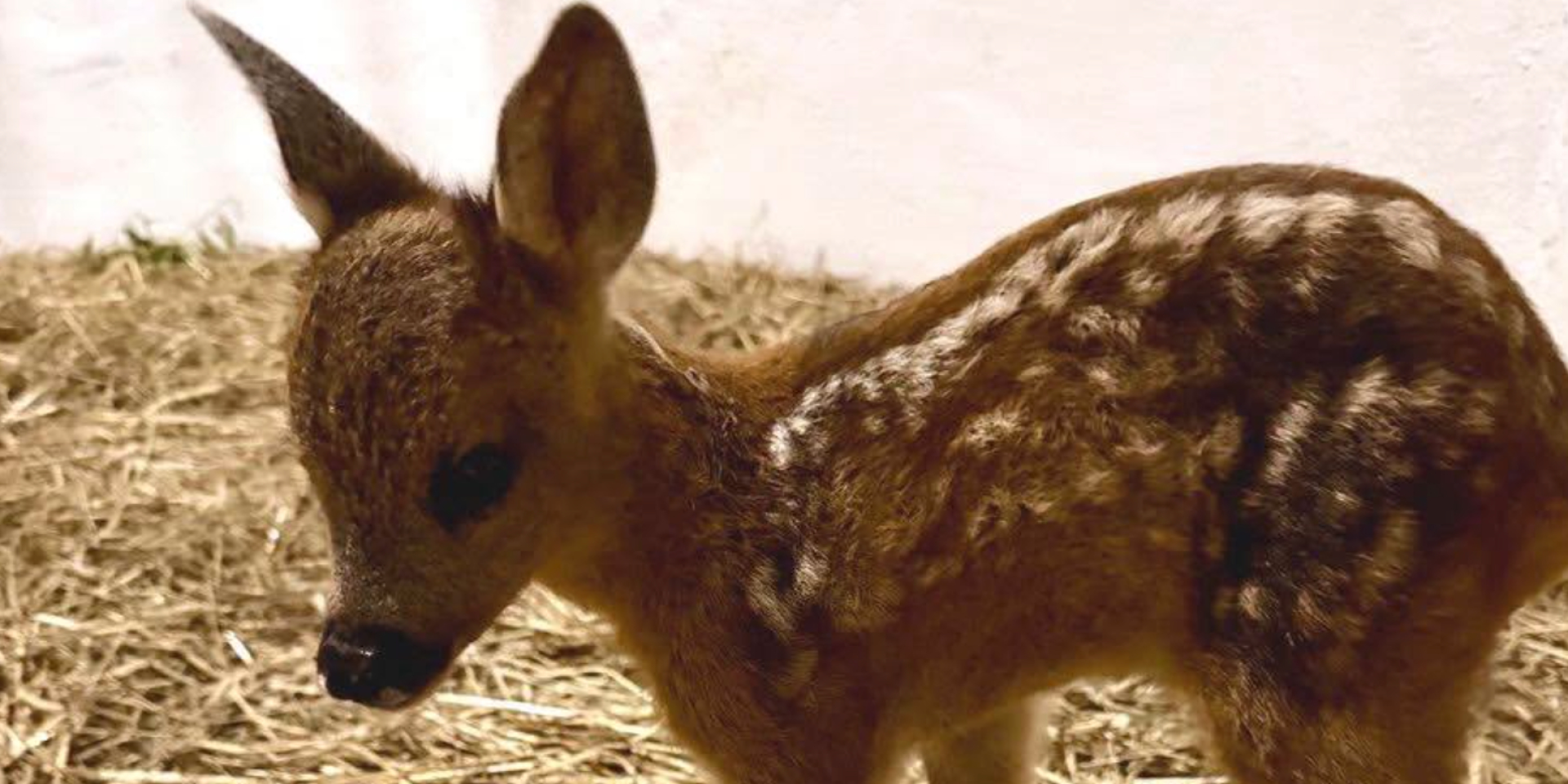 Защитники животных призвали людей не трогать детёнышей косуль (Фото: Facebook Wild Animals Rescue Center)