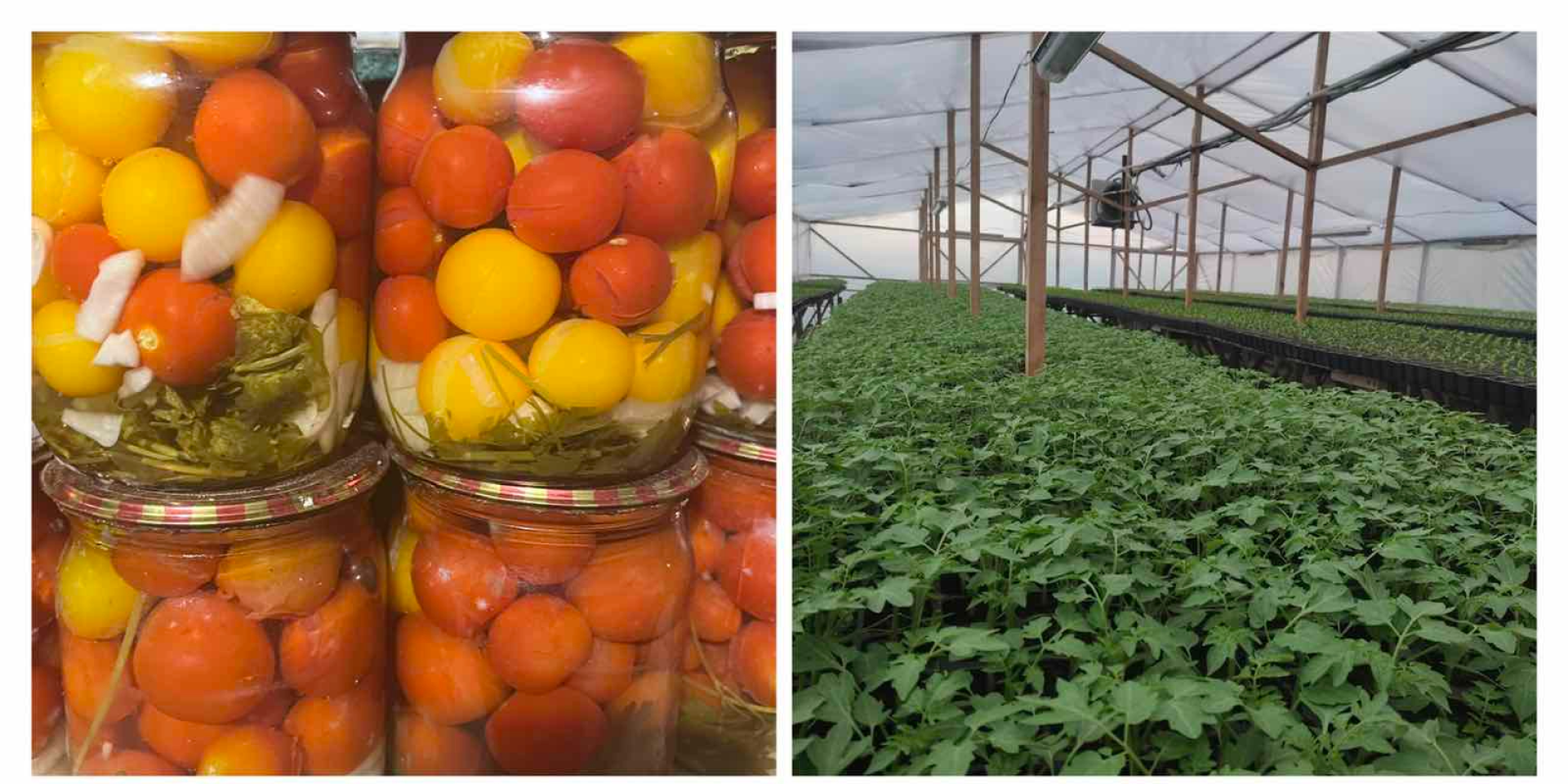 Теплица и продукция супругов Гутников из Полтавской области (Фото: Предоставлено ОО Центр женских перспектив)