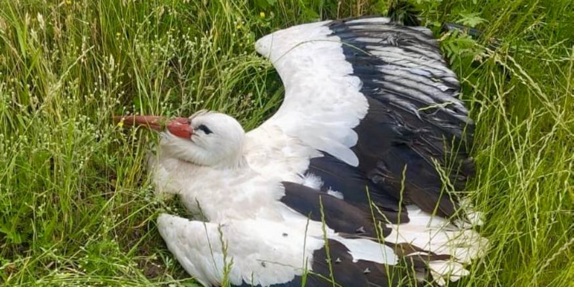 Столичні поліцейські відвезли птаха до благодійної організації, яка займається рятуванням тварин (Фото: t.me/kyivpatrol)