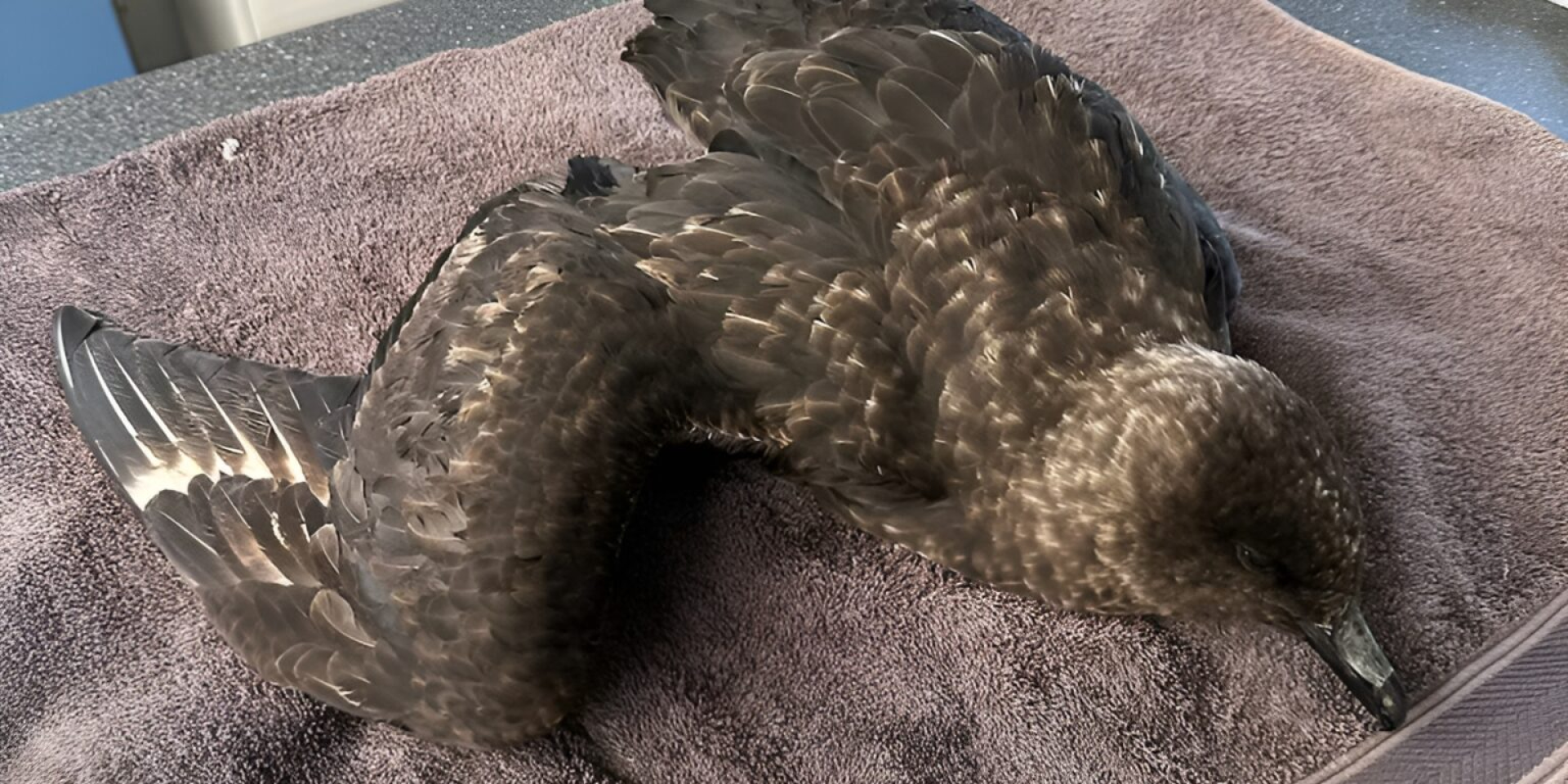 Коричневий поморник, який пізніше помер від H5N1 у лікарні дикої природи Есперанса (Фото: Лорі-Енн Шибіш/Лікарня дикої природи Есперанса)