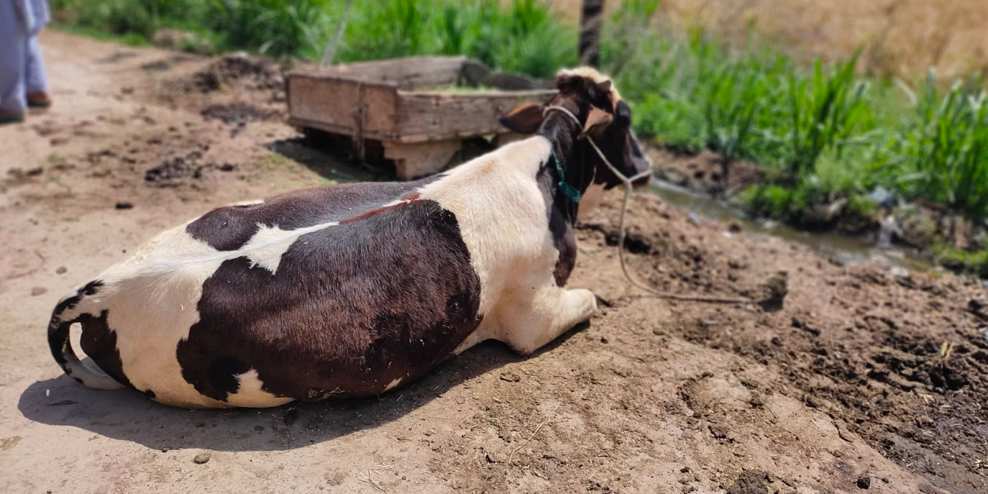 Russians bury carcasses of animals infected with anthrax in Kherson region (Photo: Unsplash Zobia Shakar)