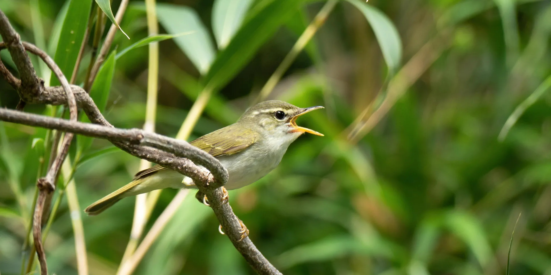 Співаючий самець вівчарика Токара Phylloscopus tokaraensis (Фото: Per Alström, Uppsala University)