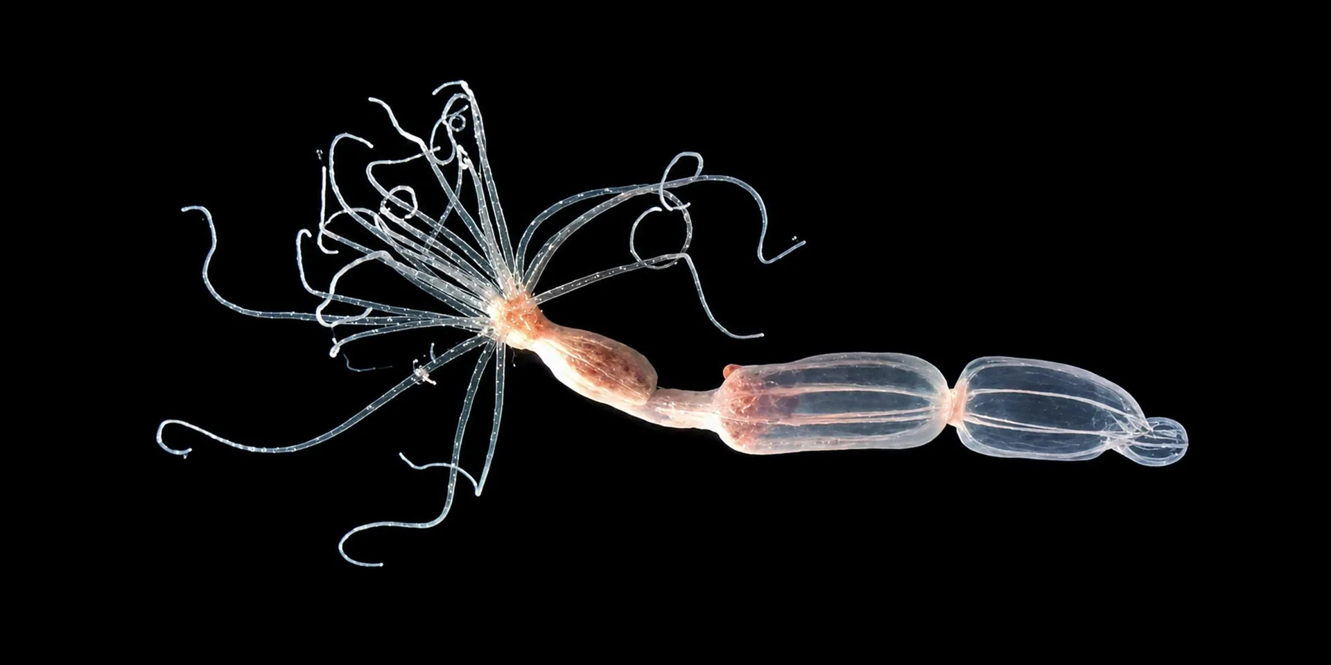 Актинії Nematostella vectensis в лабораторних умовах (Фото: Талія Финкель-Моран)