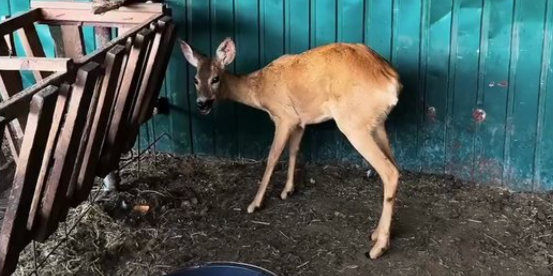 В Одесской области спасли косулю, которая, вероятно, переплыла Дунай (Фото: Суспильне Одесса)