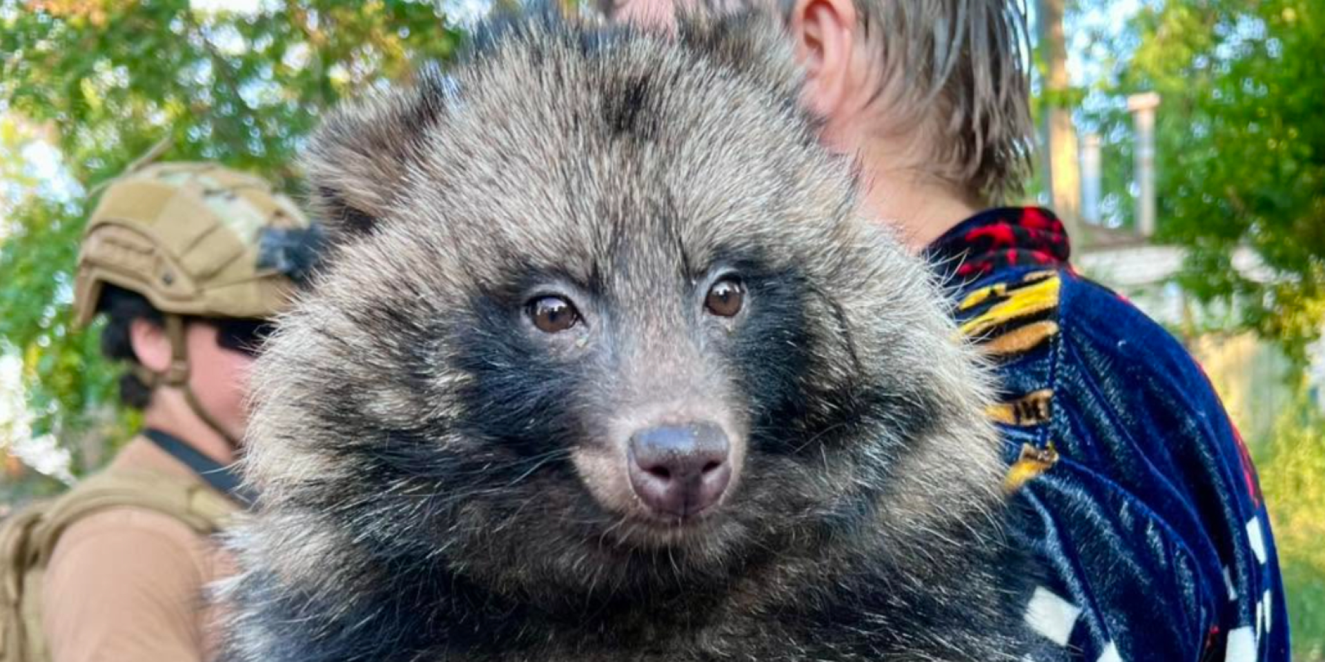 Єнотоподібного собаку Боню евакуювали з Донецької області (Фото: Facebook RainCoast Dog Rescue Society)