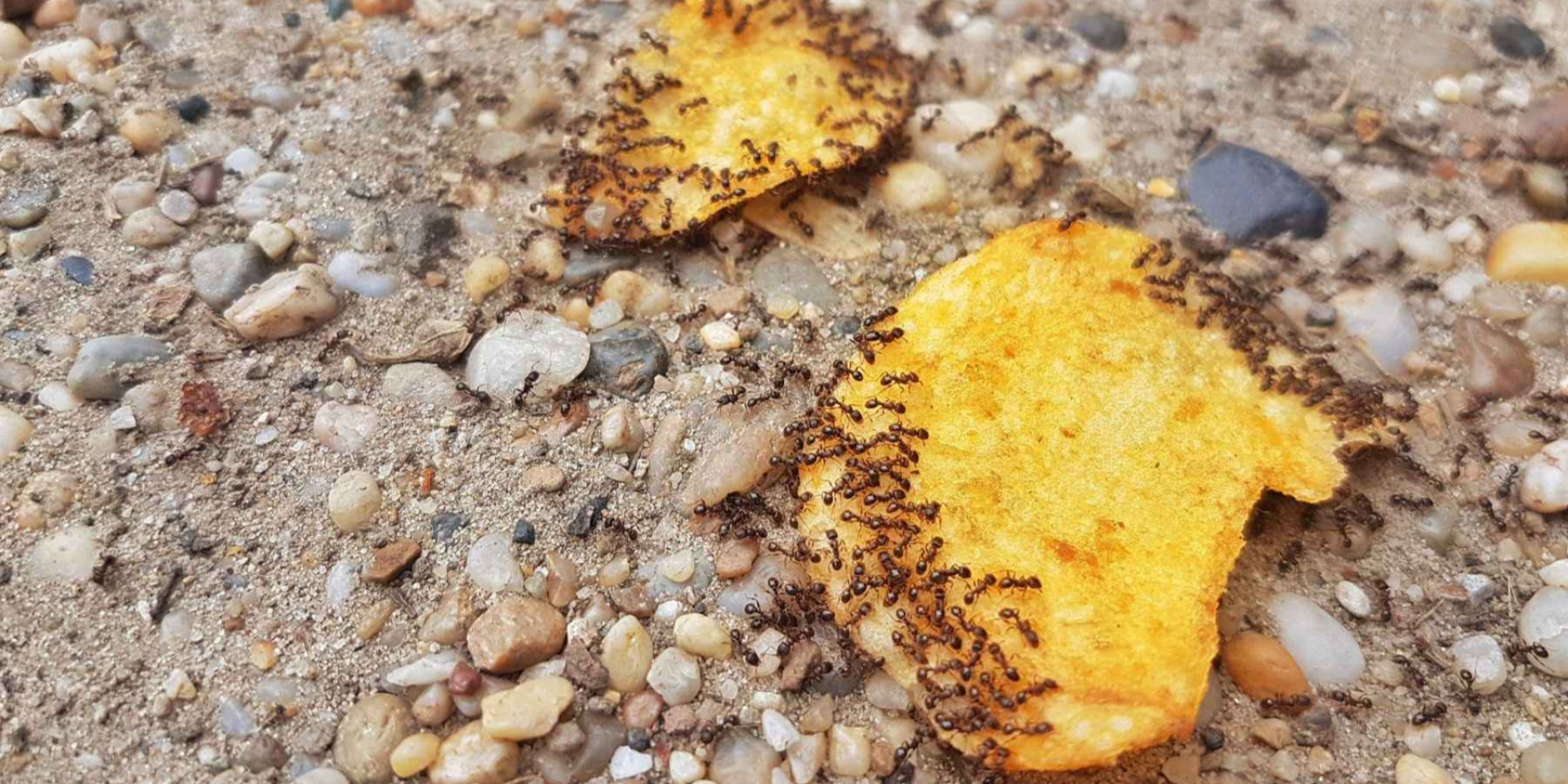 Як залишки людської їжі впливають на мурах (Фото: ecoticias.com)