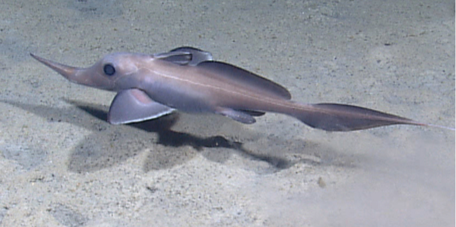 Новый вид относится к роду Rinochimaera (Фото: NOAA)