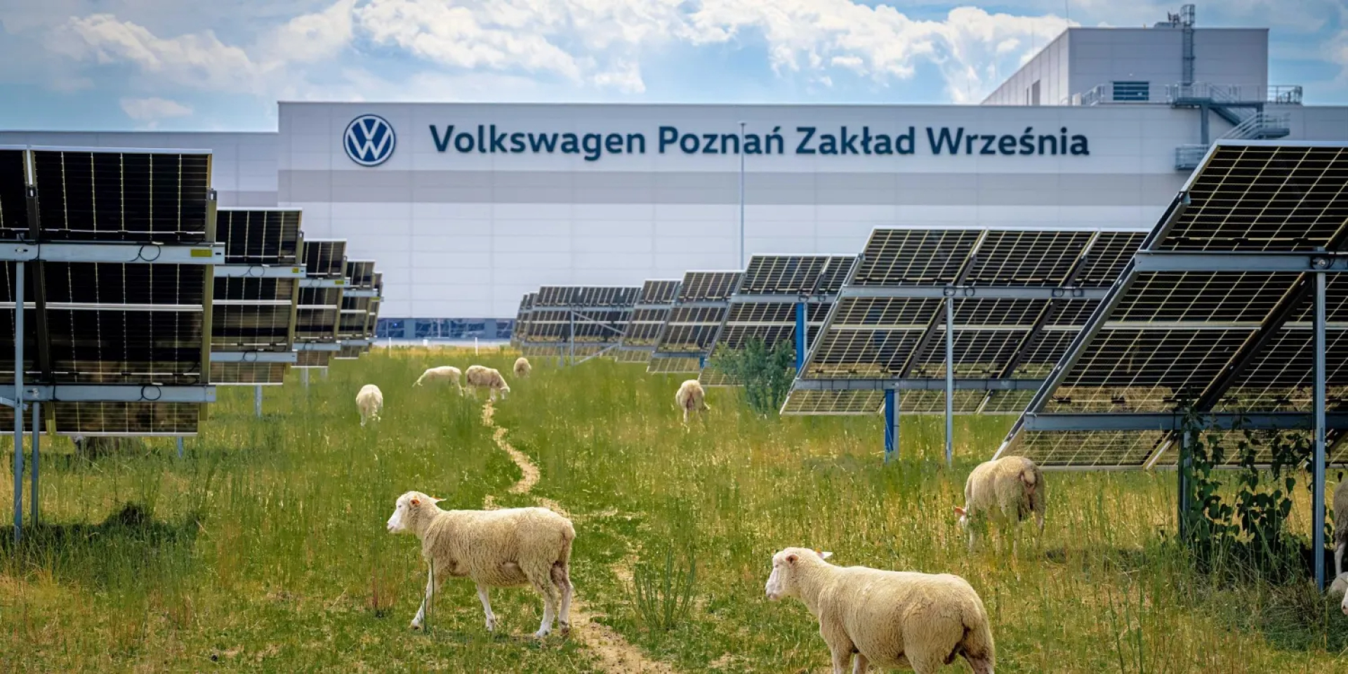 На солнечной электростанции Volkswagen в Польше пасут отару овец (Фото: Rafal Pijanski/Electrek)