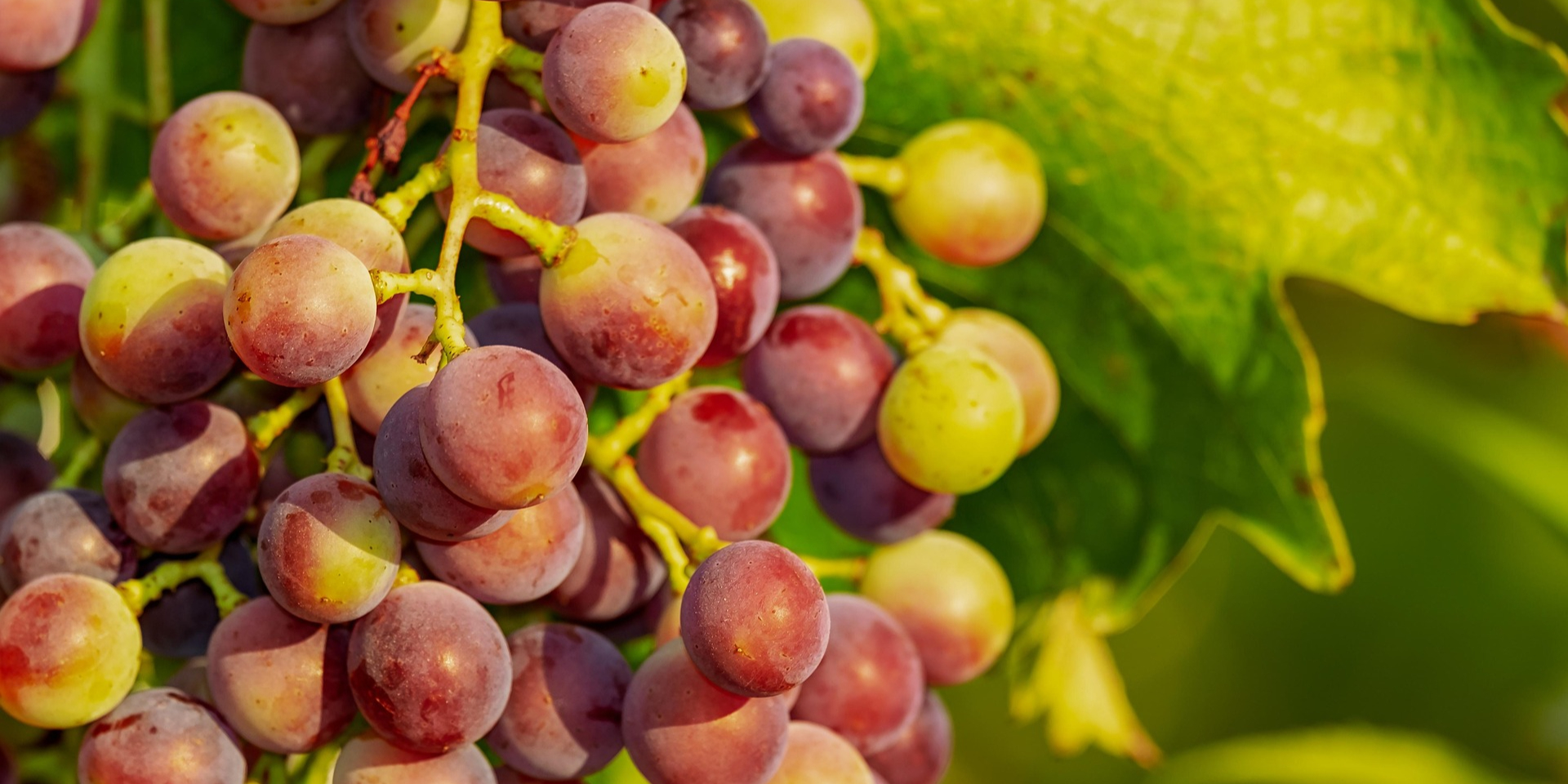 Почему портится виноград и как его спасти (Фото: Couleur/pixabay)