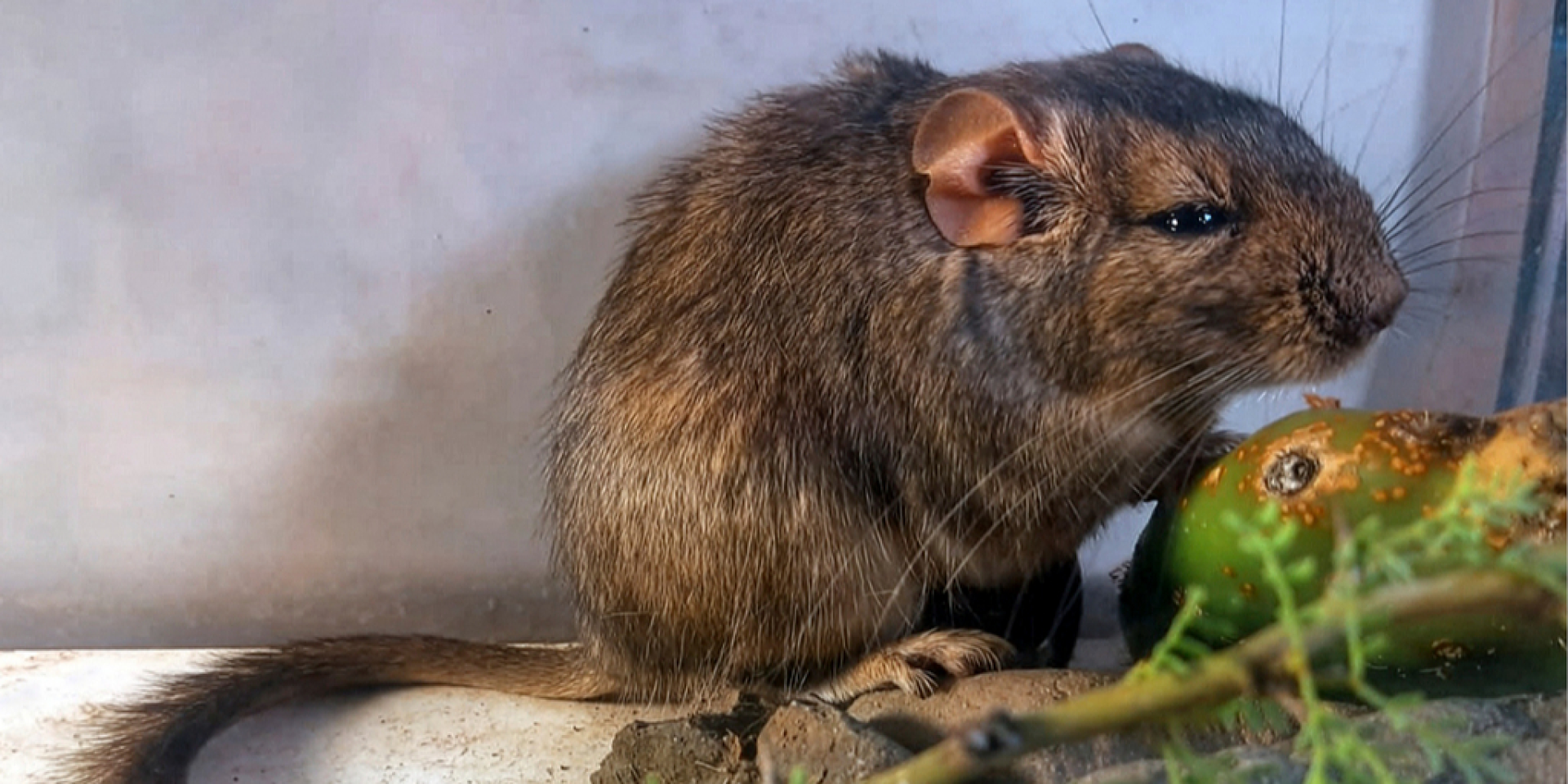 Внешний вид взрослого самца Apnoctomys conicetorum (Фото: зоология позвоночных)