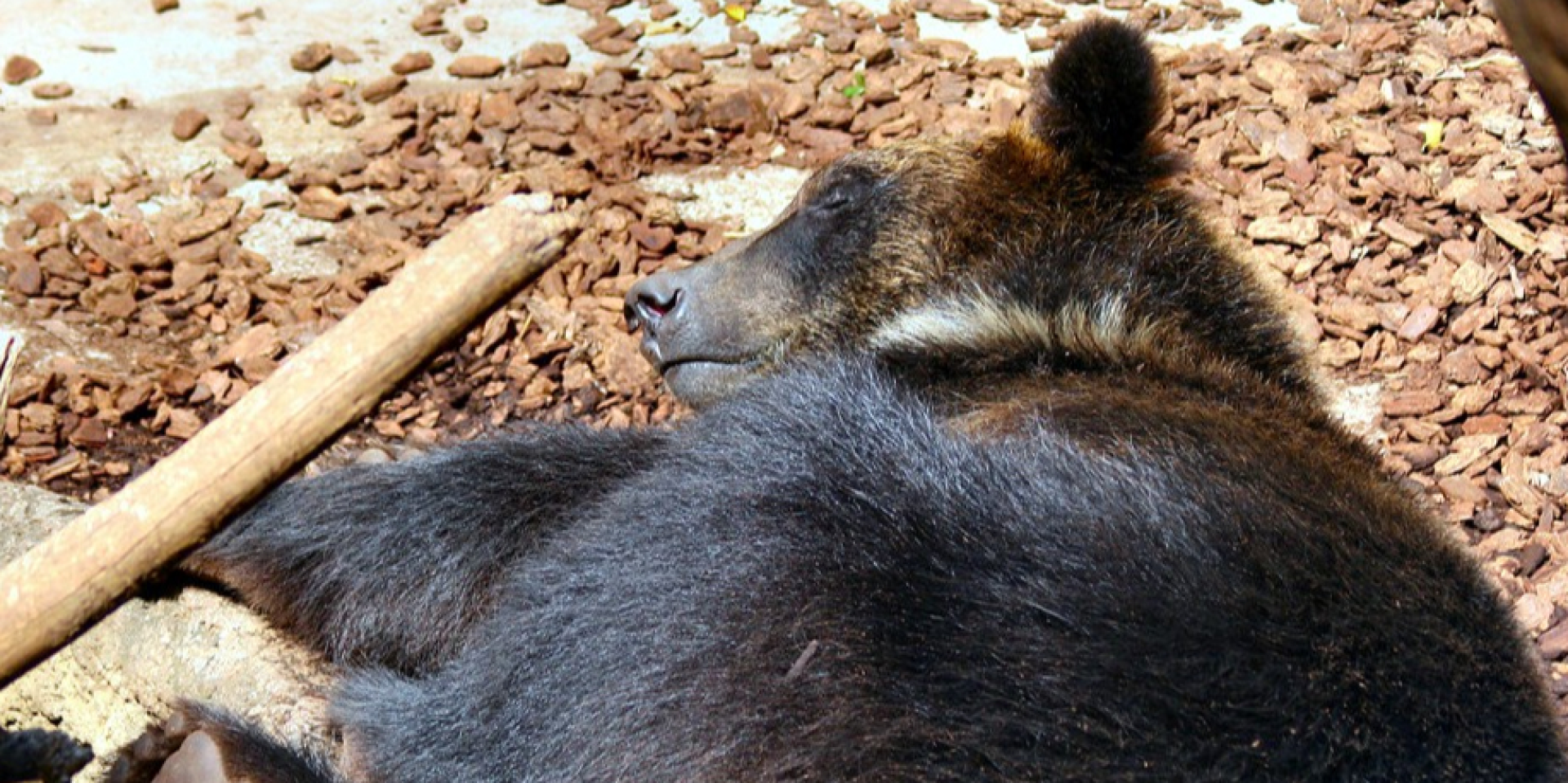 Search underway in Japan for bear breaking into residential homes / The