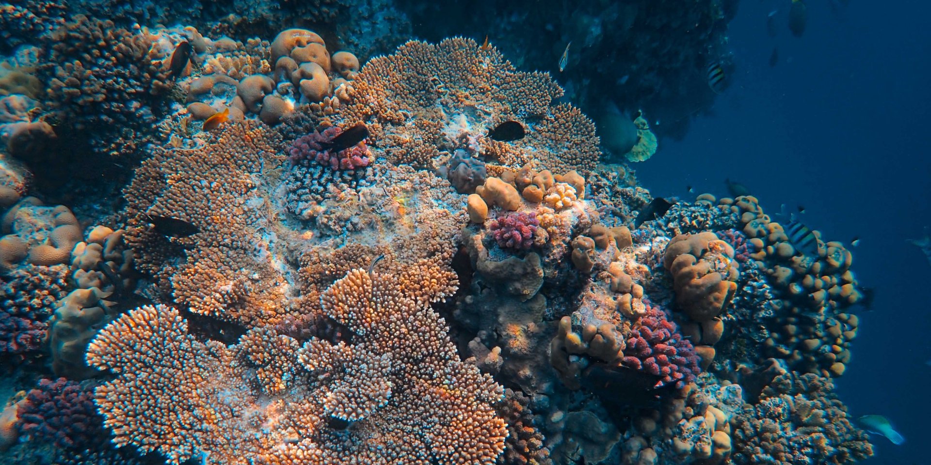 Кораллы (Фото: pexels.com)