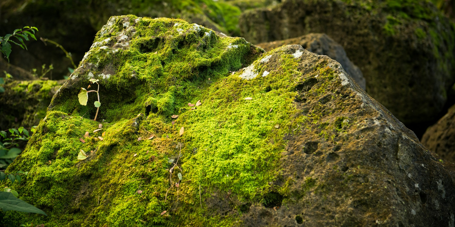 У мхах обнаружена скрытая электрическая активность (Фото: Unsplash)