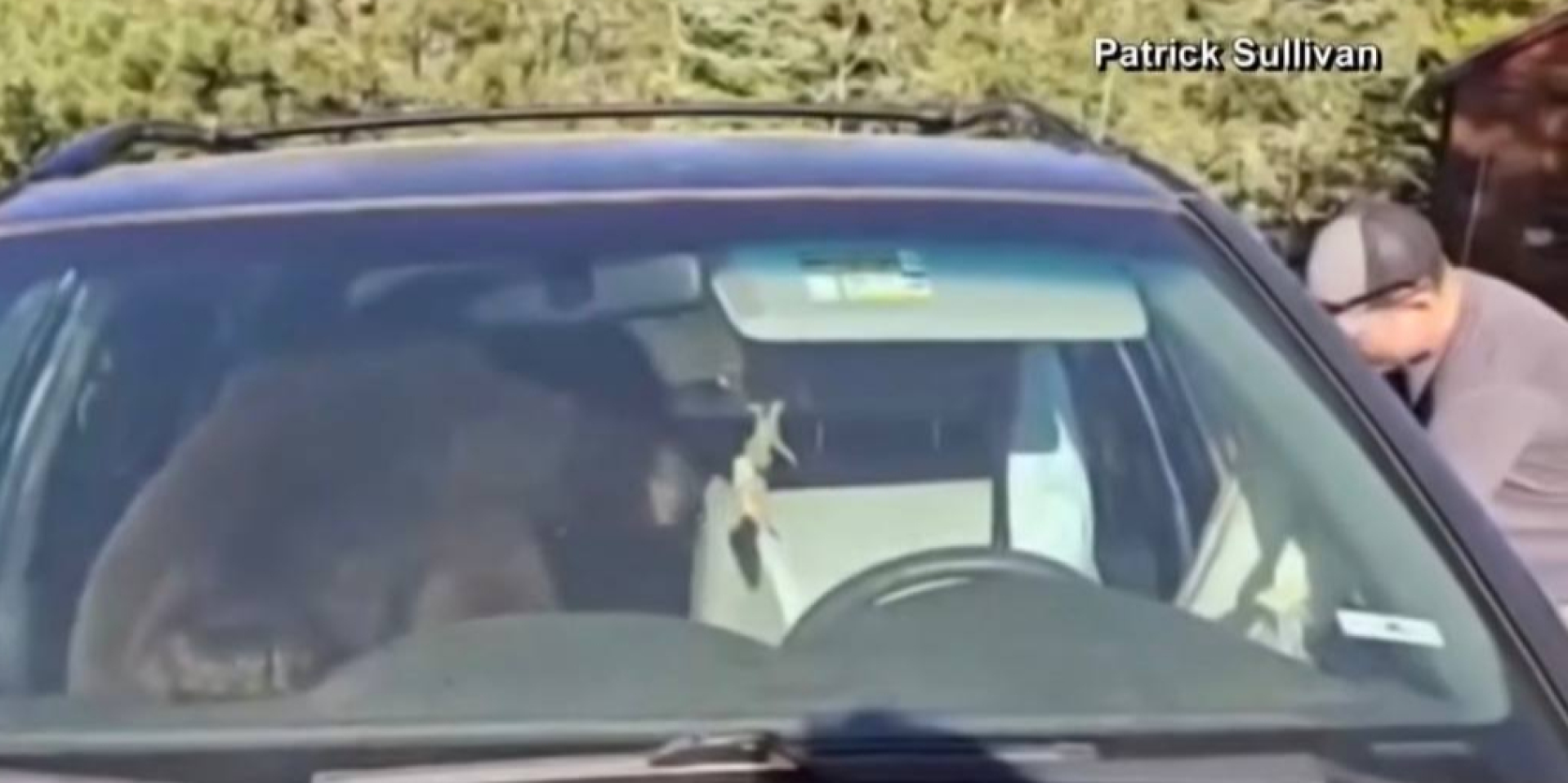 Медведь оказался запертым в автомобиле на всю ночь (Фото: WRAL5/YouTube/Скриншот)
