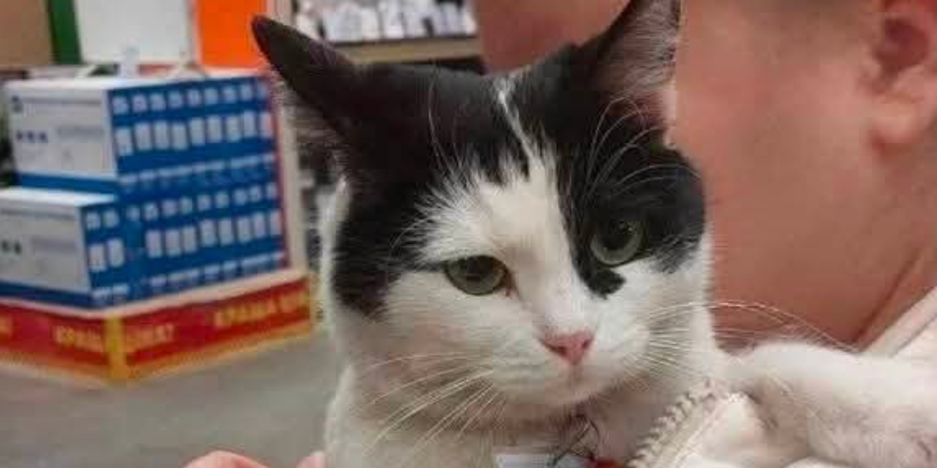 Sofiia Volodymyrivna the cat survived a Russian attack on an Epicenter hypermarket in Kryvyi Rih (Photo: Svoi.Kryvyi Rih / Facebook)