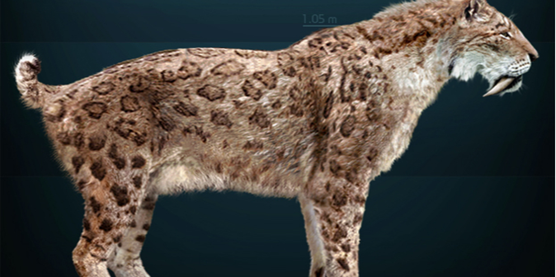 Smilodon fatalis, реконструкция (Фото: Sergiodlarosa)