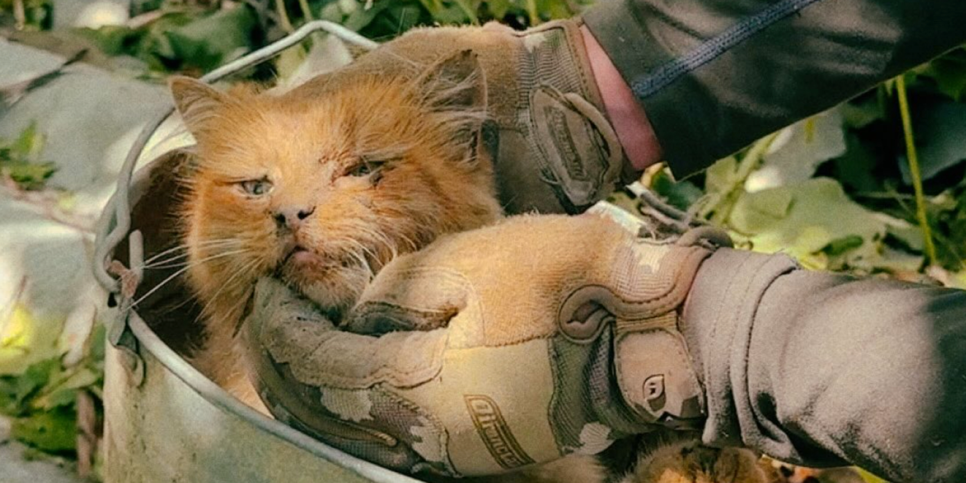 Защитники спасли кошку после удара КАБами по Дружковке (Фото: Скриншот видео из Instagram 28ombr)