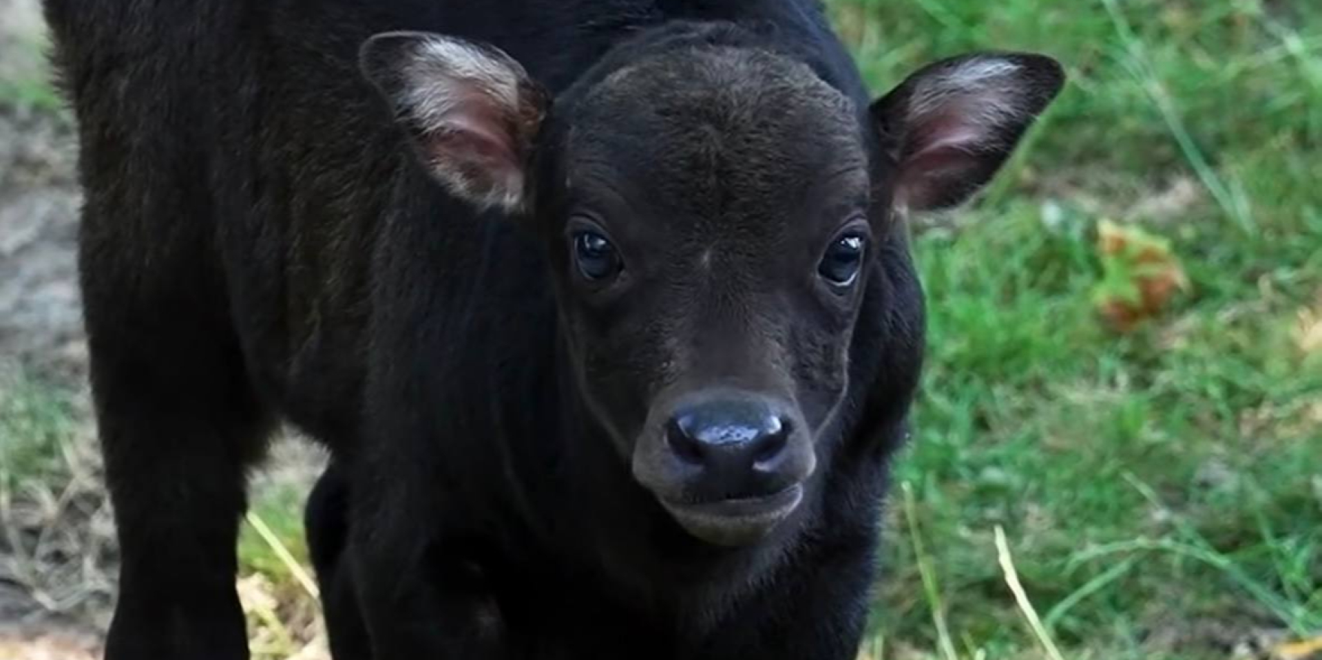 Самый маленький в мире буйволенок родился в Британии (Фото: Chester Zoo / Скриншот)