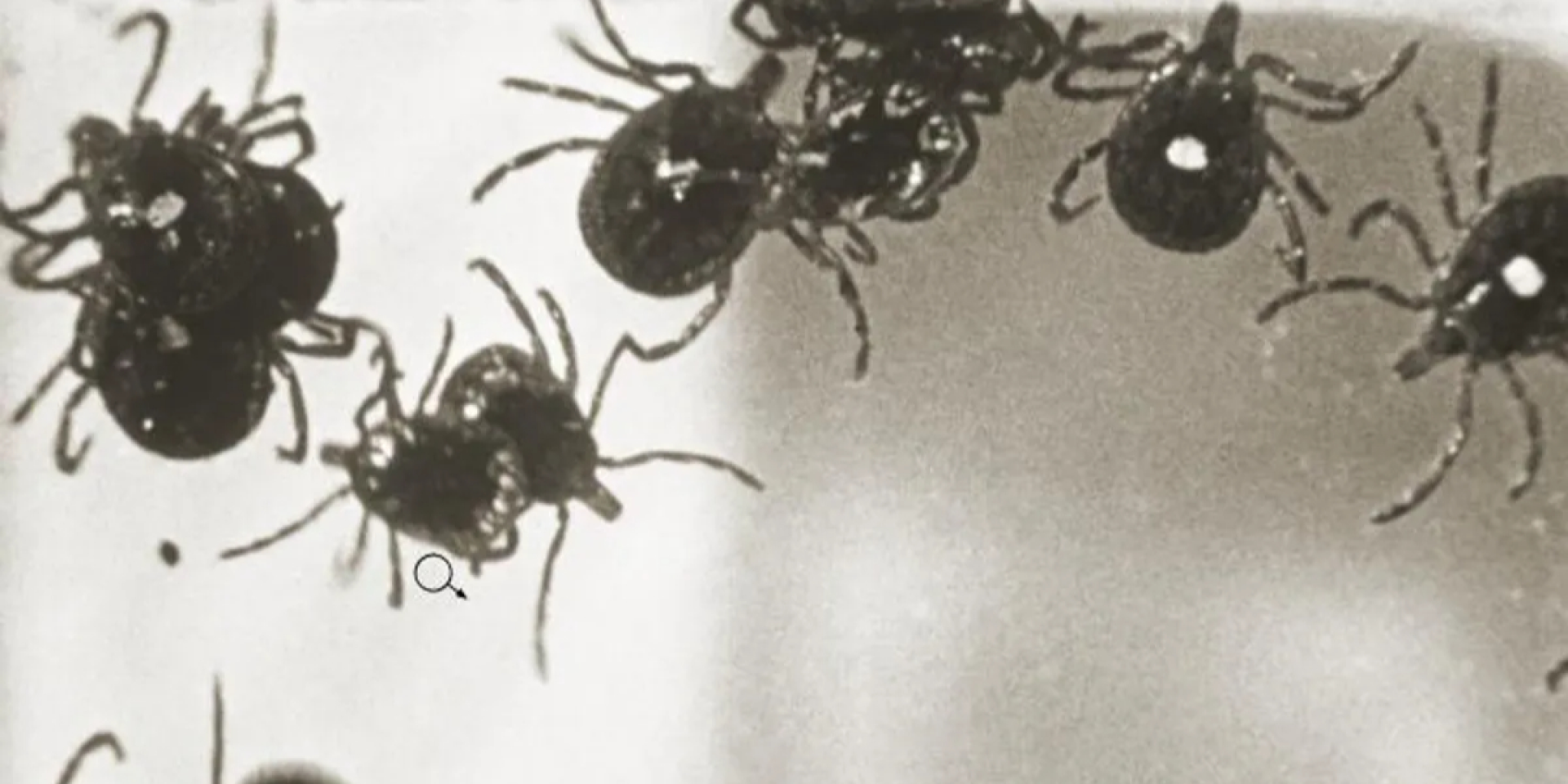 Amblyomma americanum являются переносчиками ряда патогенов, поражающих человека, включая вирус Бурбона (Фото: CDC)