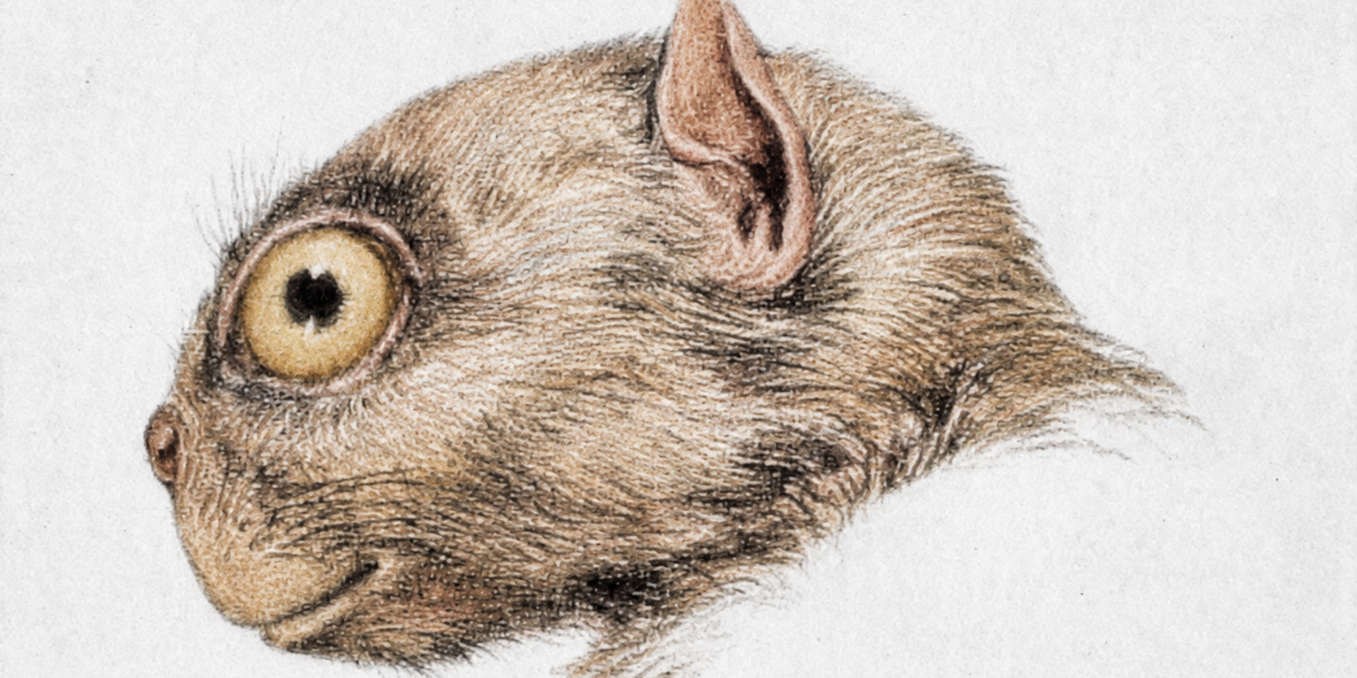 Tetonius homunculus (раскрашенное изображение) из книги У. Б. Скотта «История наземных млекопитающих в Западном полушарии». (Фото: R. Bruce Horsfall, 1987)