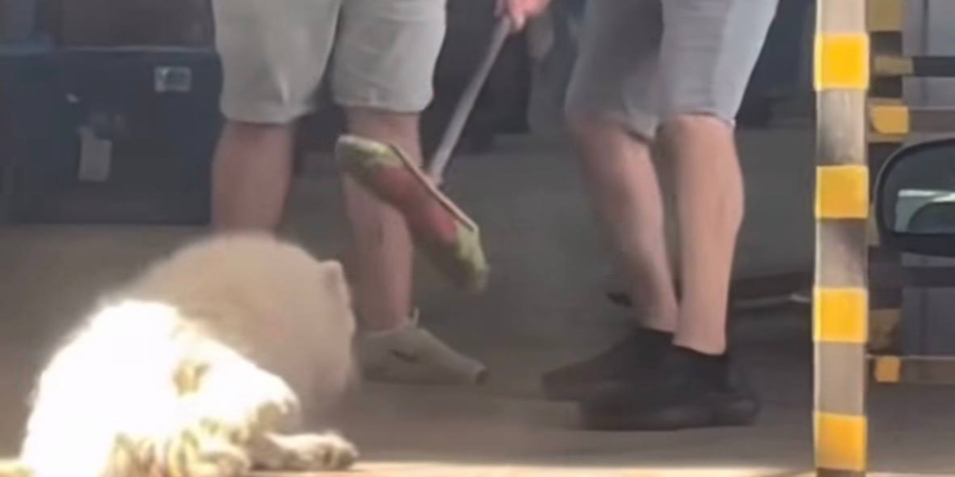 Видео, на котором сотрудники «Новой почты» выгнали собаку на улицу в жару, получило широкую огласку (Фото: no.pain.no.jaane/скриншот)
