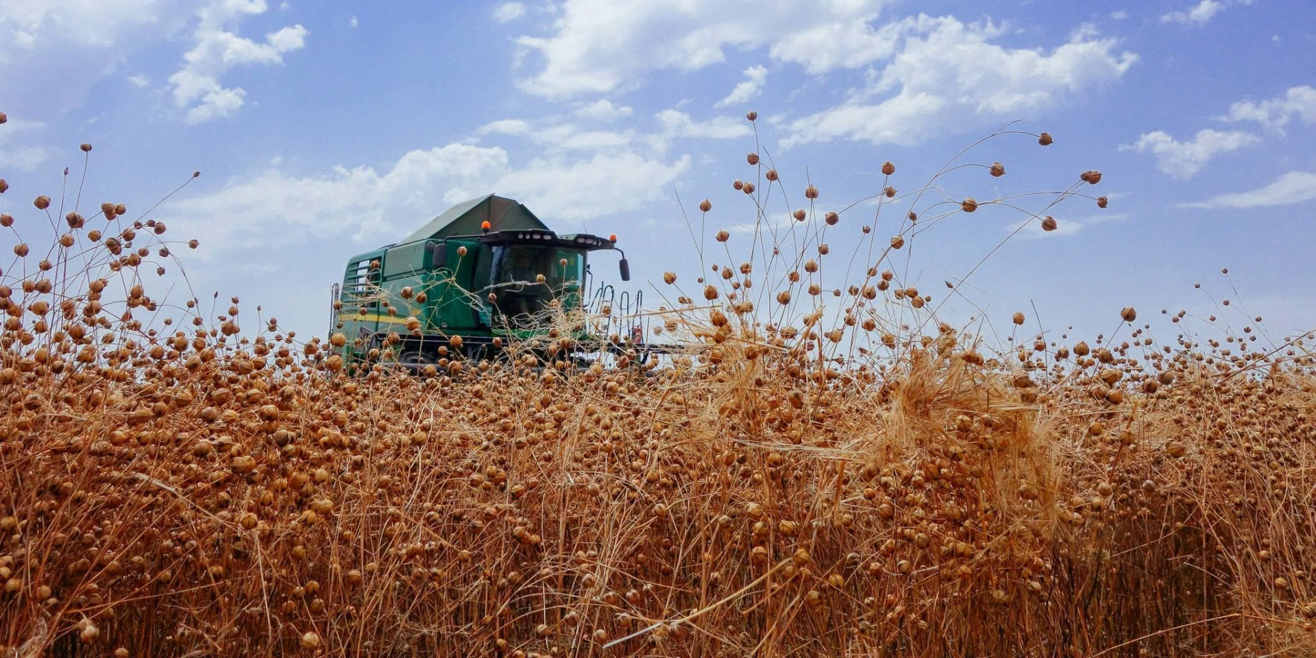 Агропредприятия Tekom Agro Group собрали первый урожай масличного льна (Фото: Tekom Agro Group)